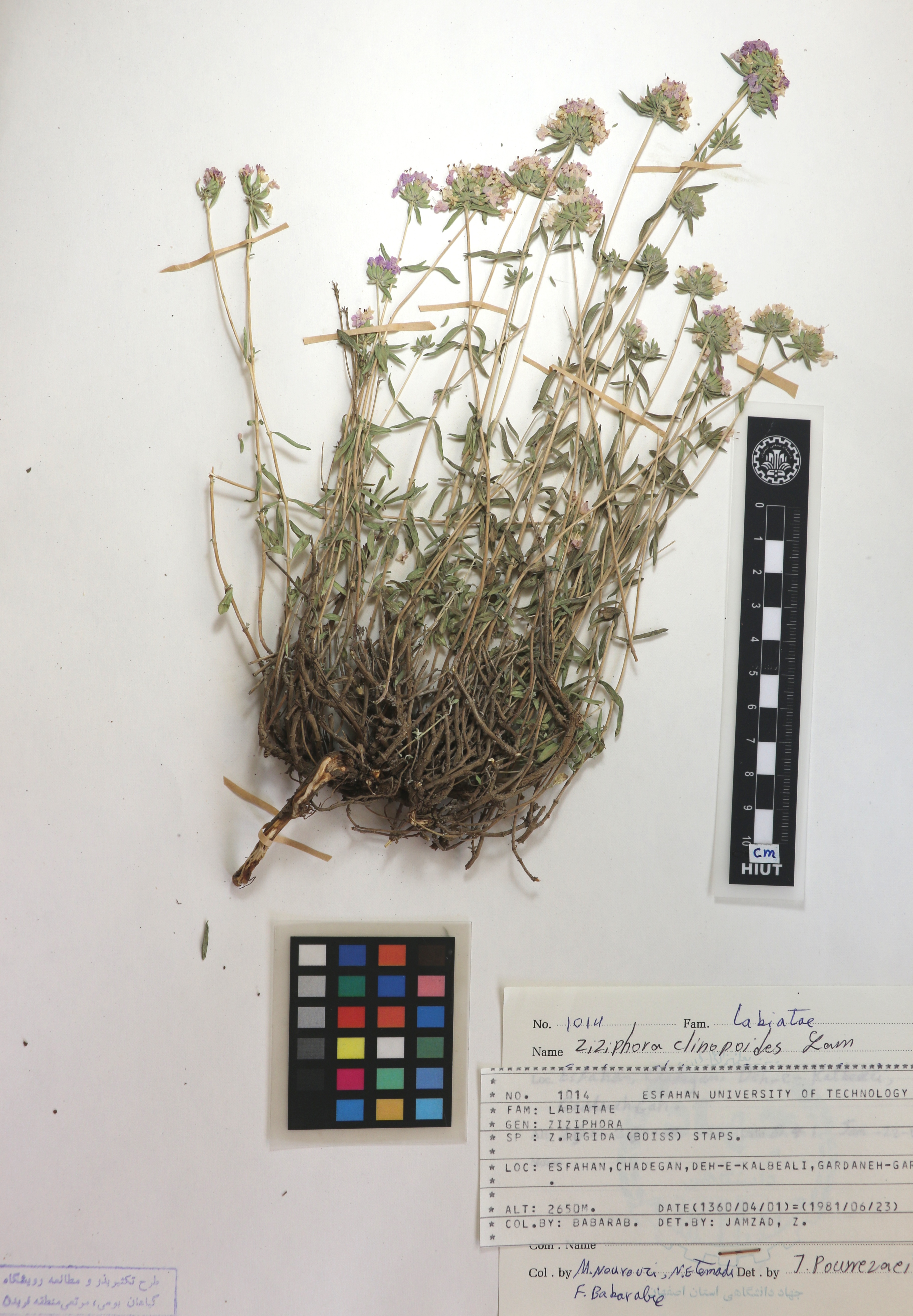 clinopodioides