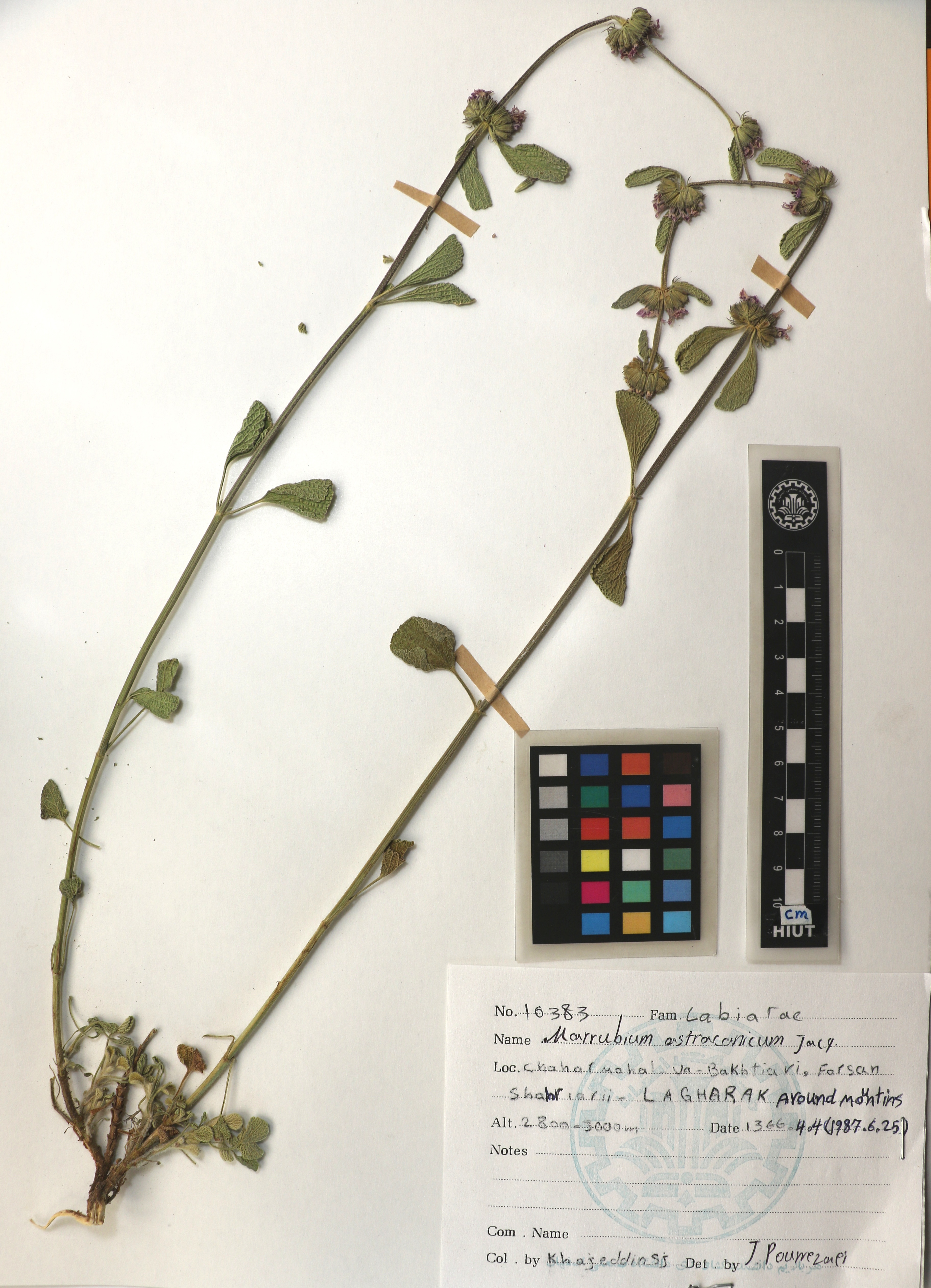 astracanicum
