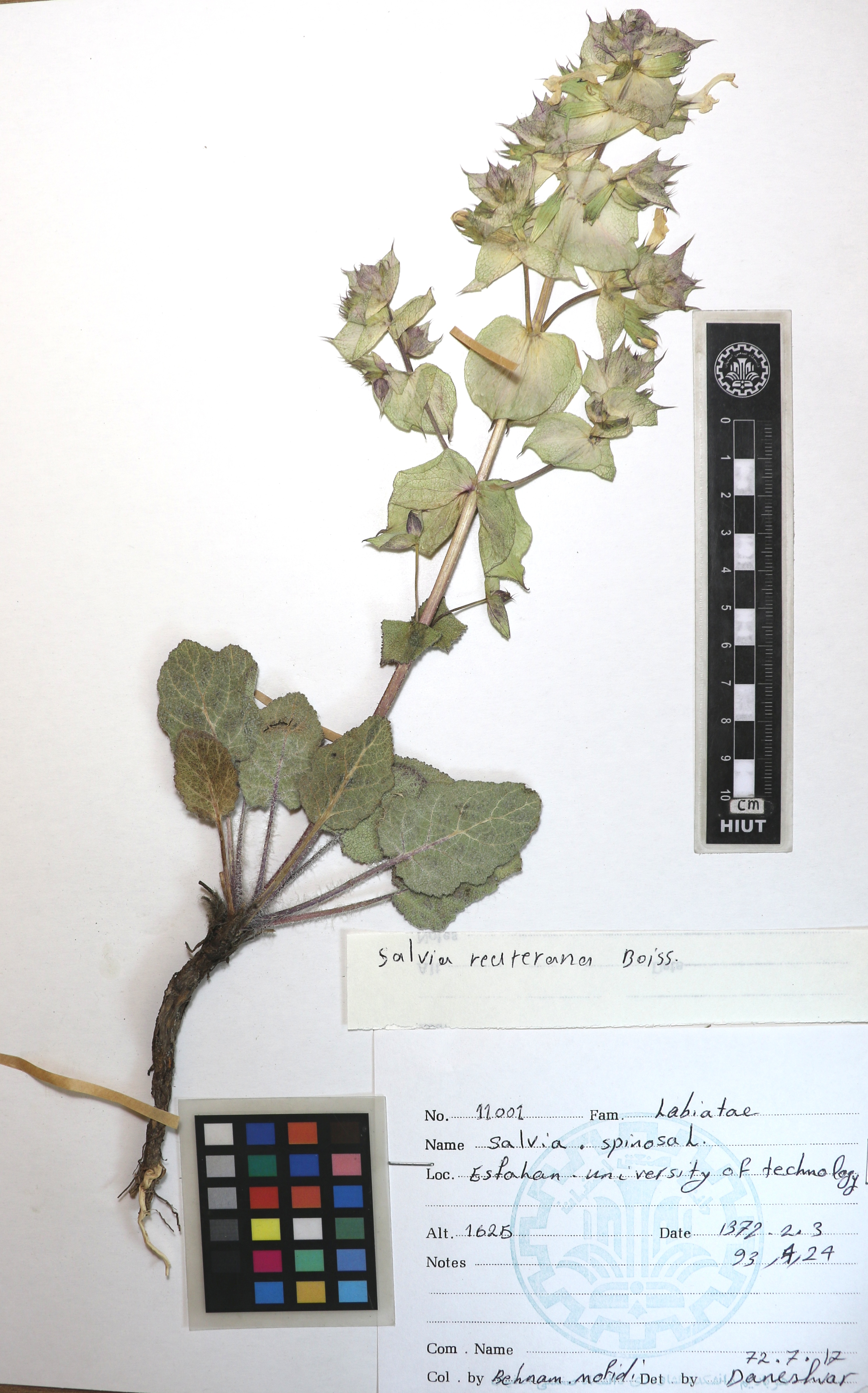 reuteriana