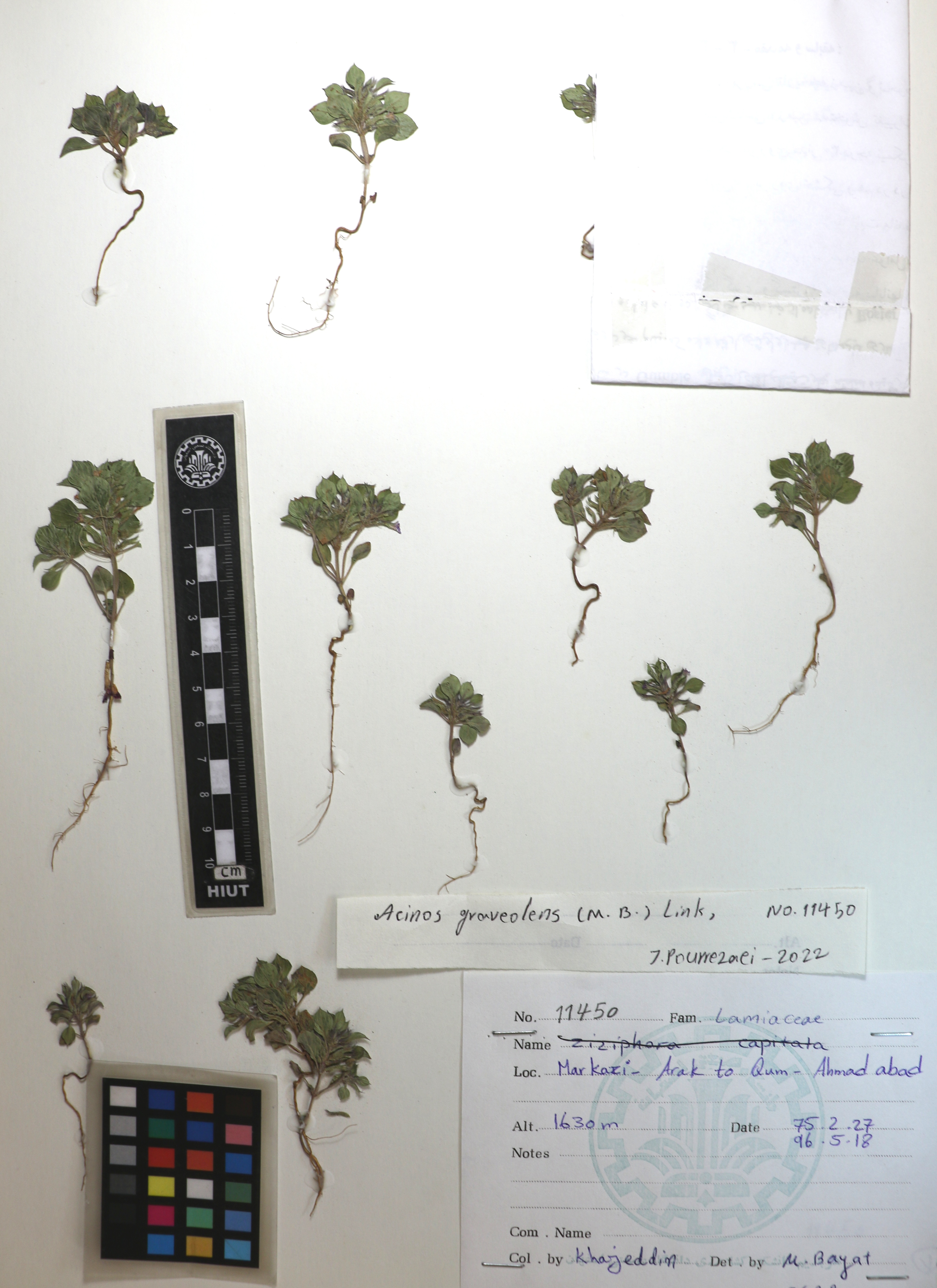 Clinopodium