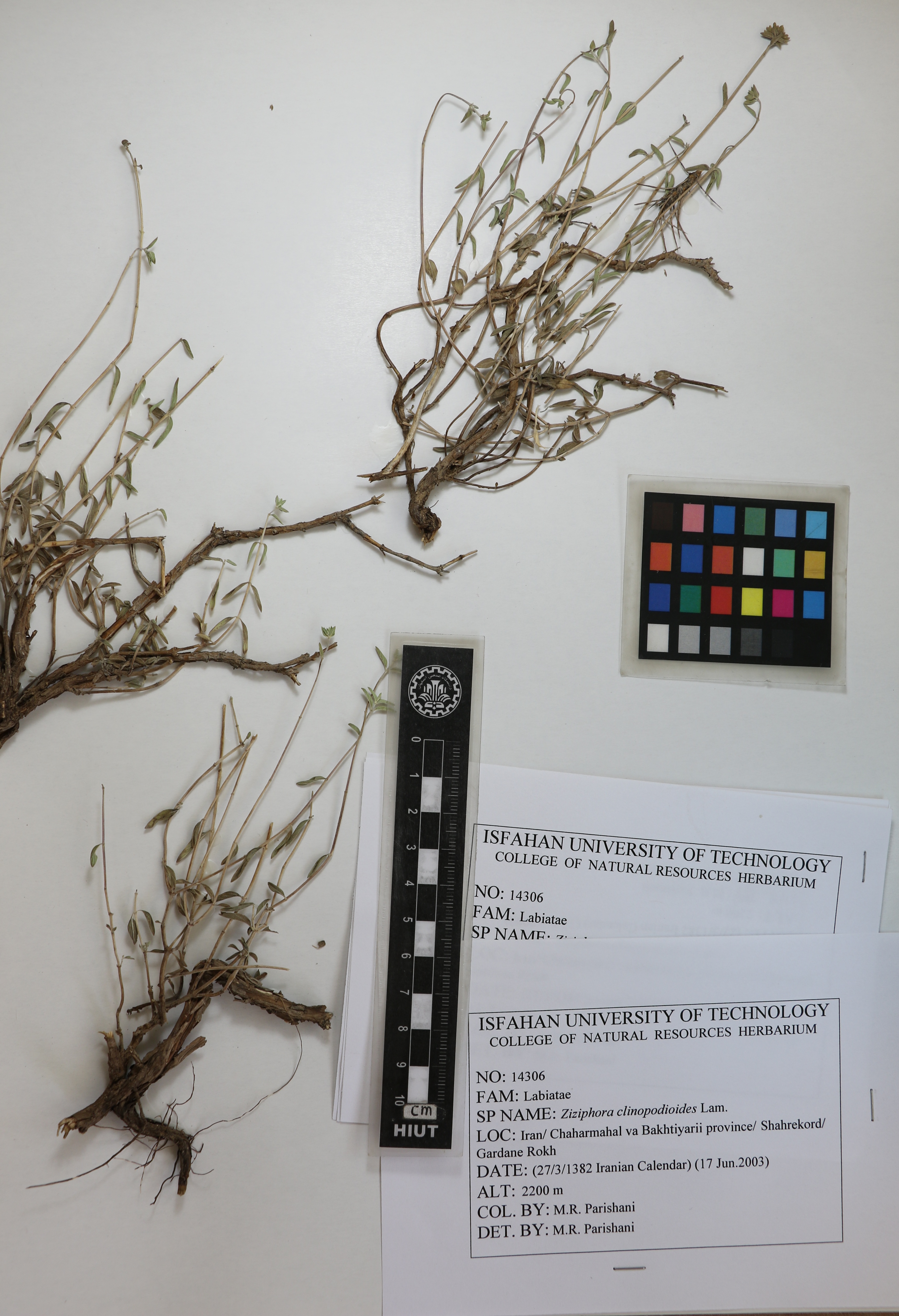 clinopodioides