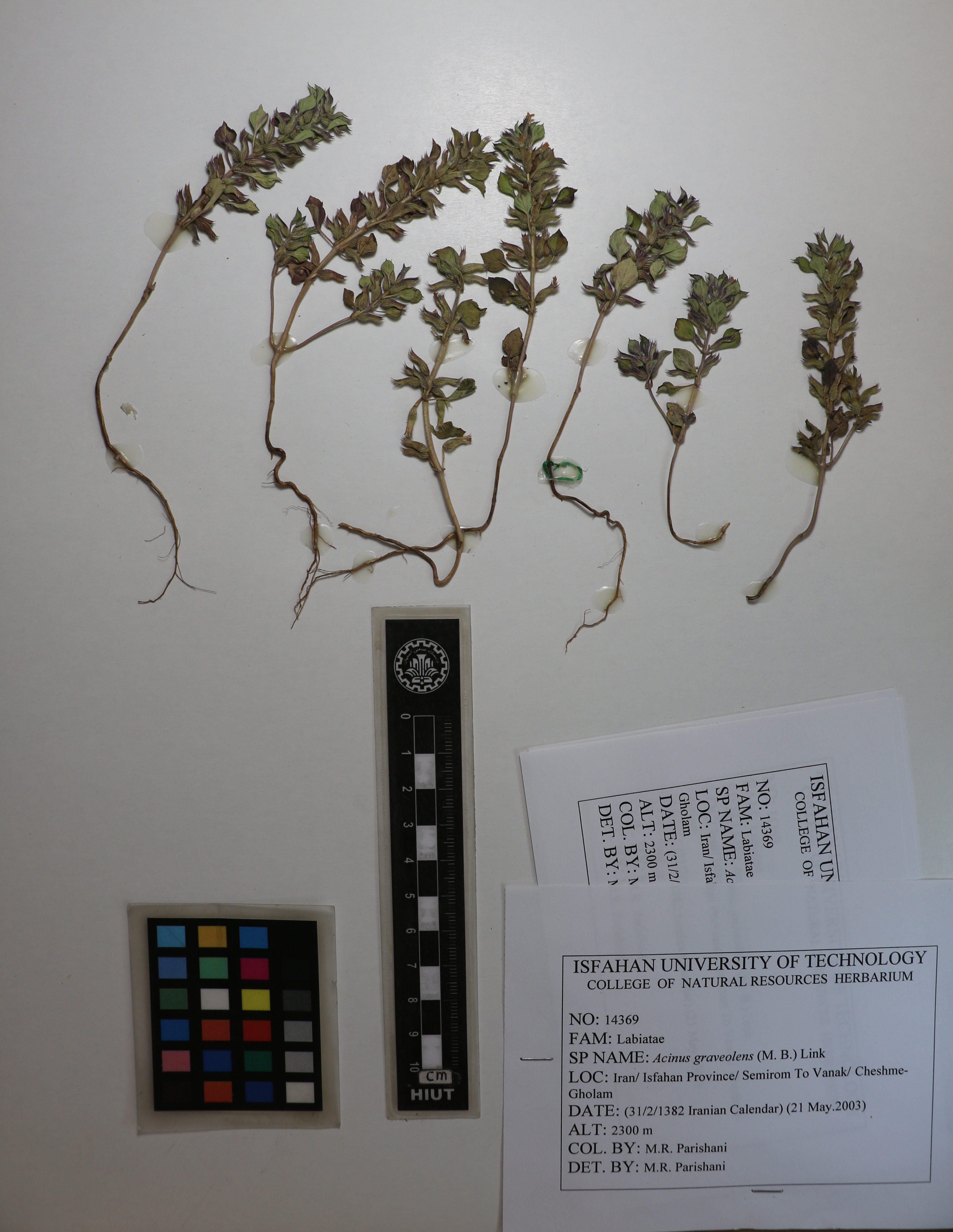 Clinopodium