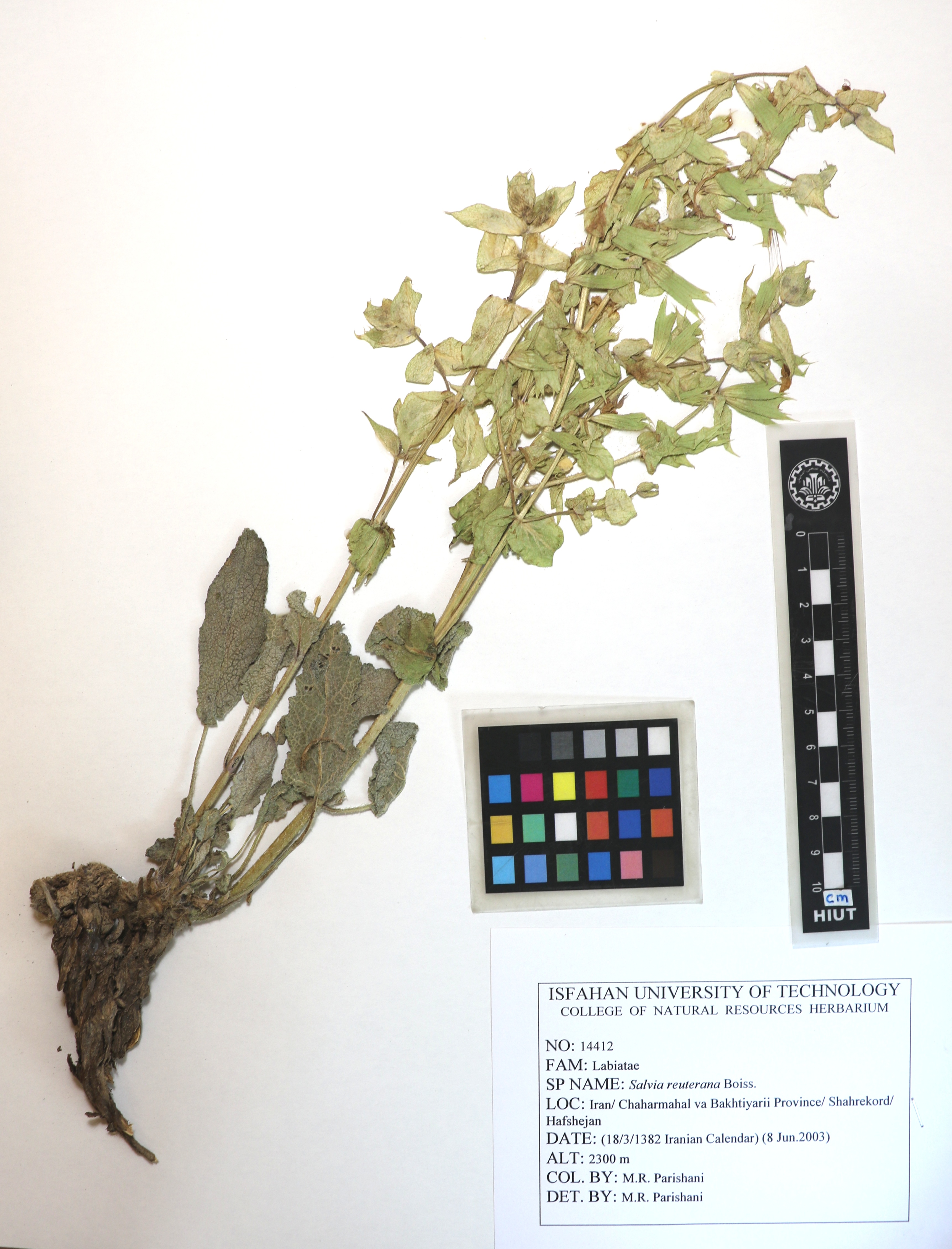 reuteriana