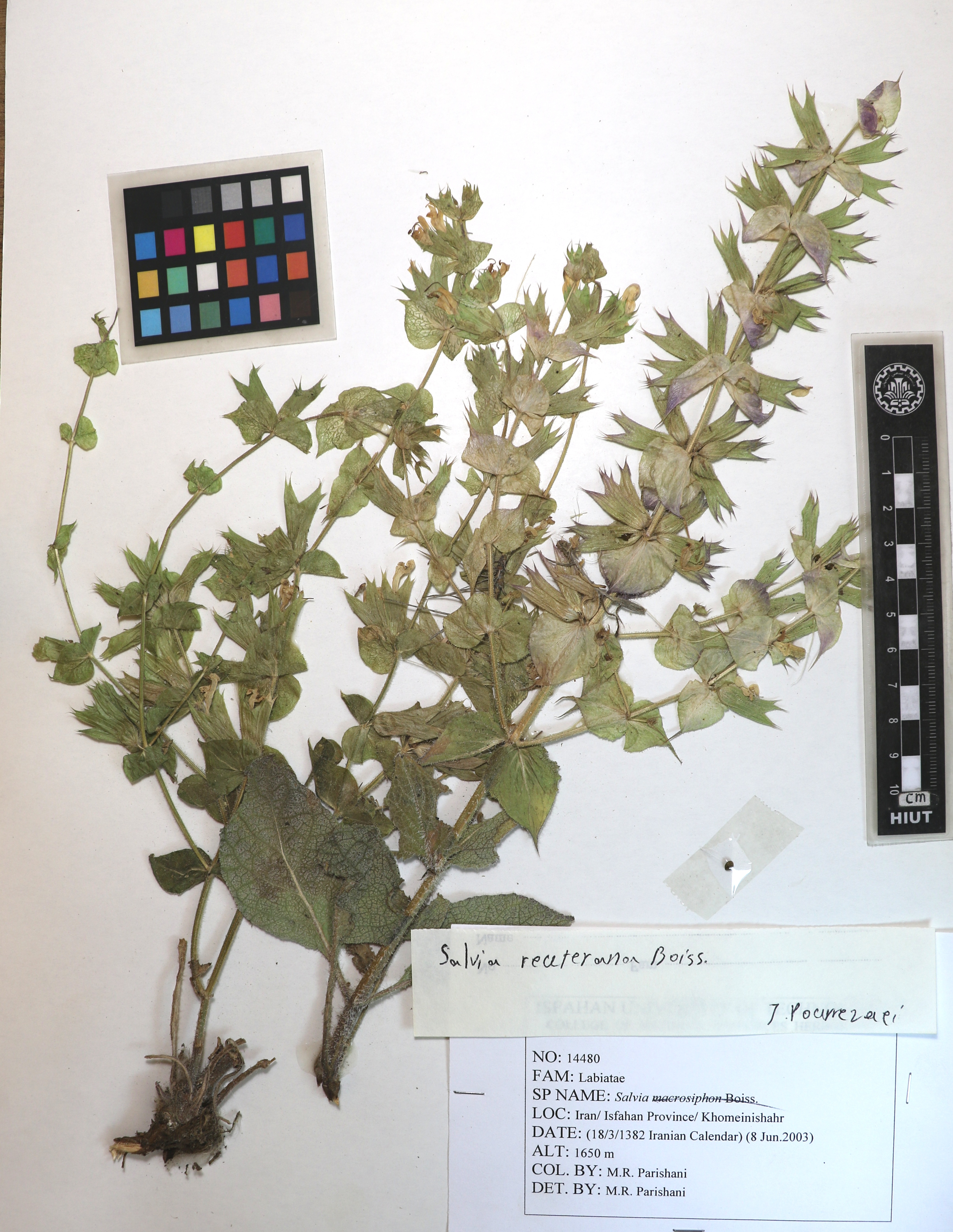 reuteriana