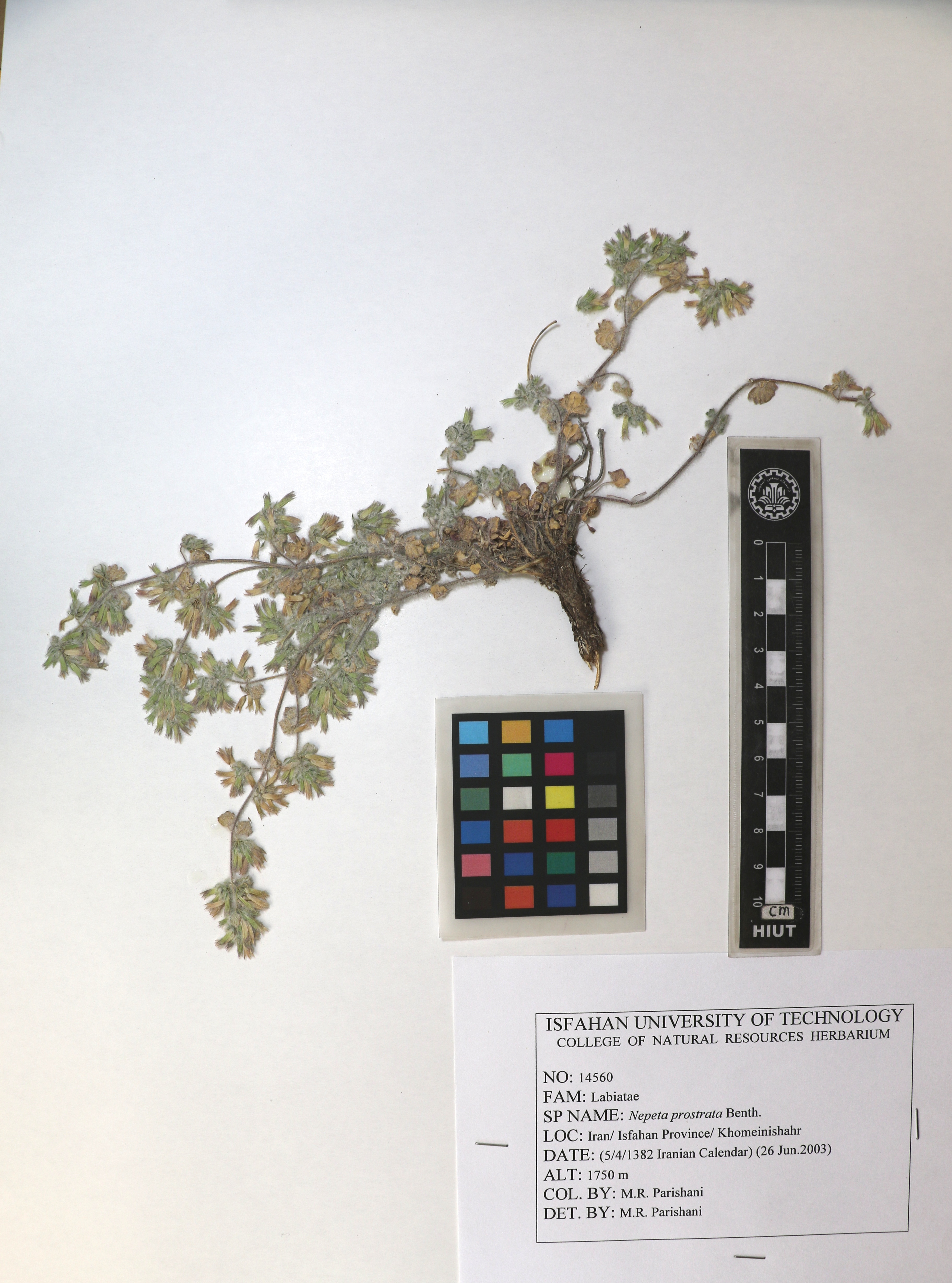 prostrata
