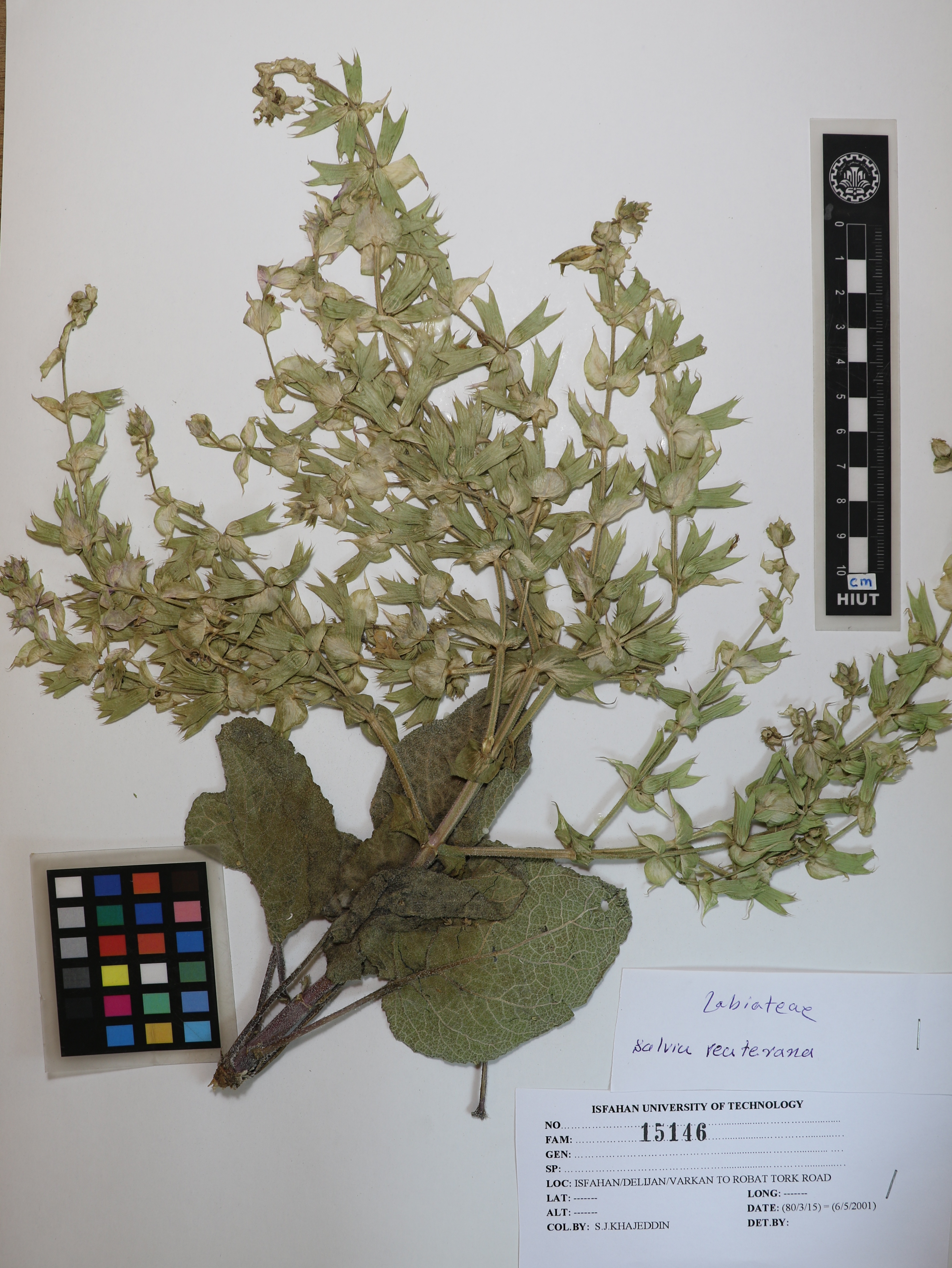 reuteriana