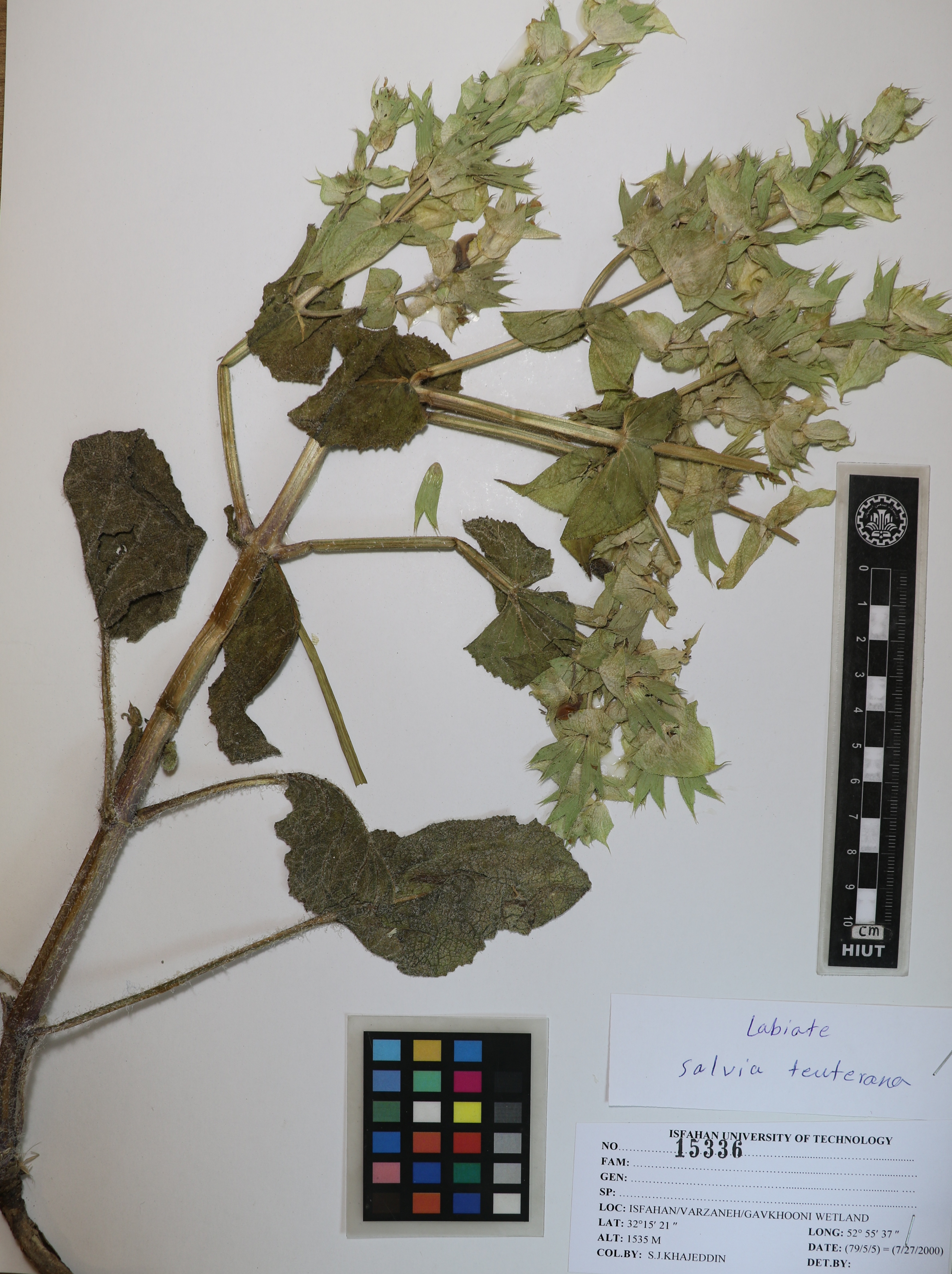 reuteriana
