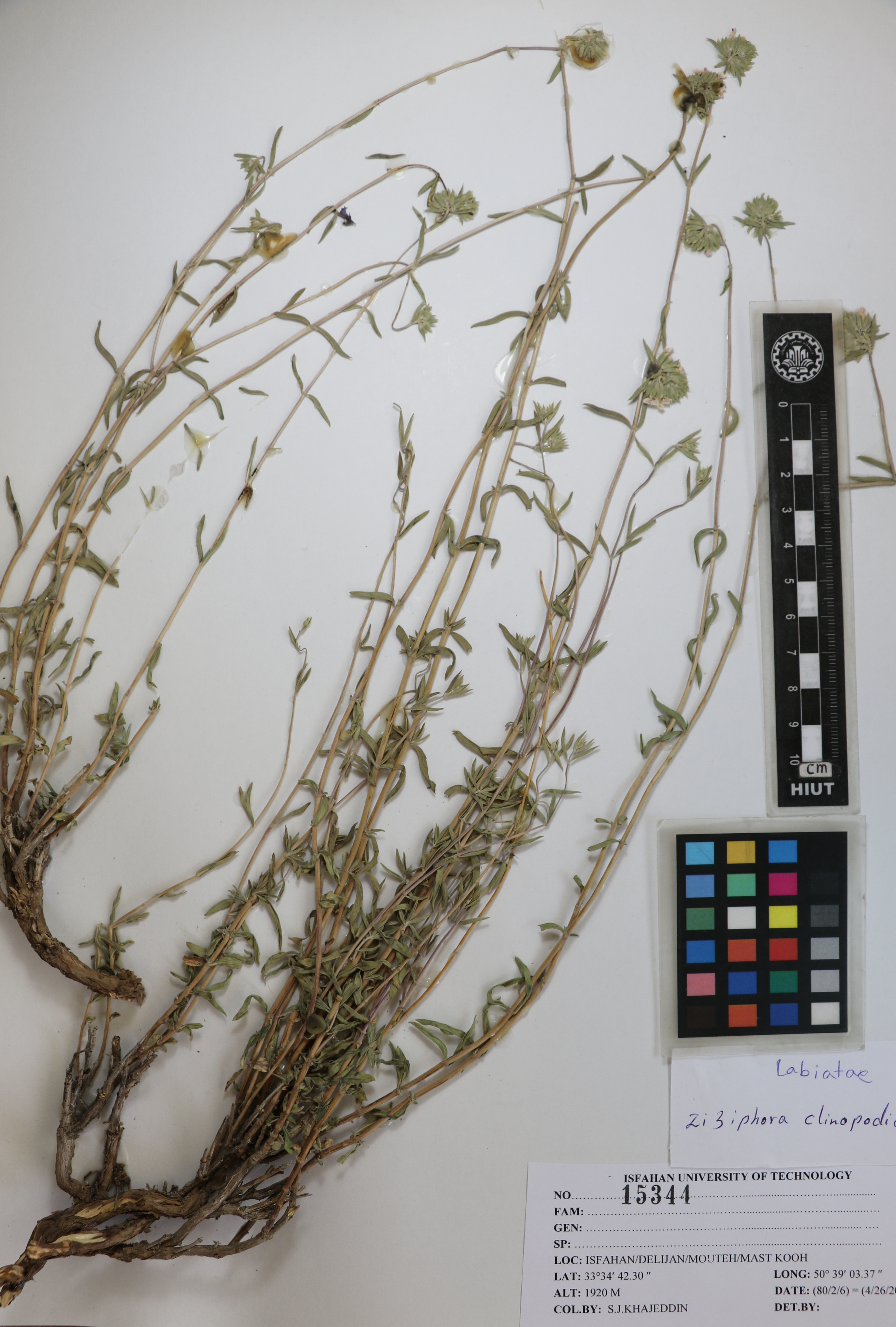 clinopodioides