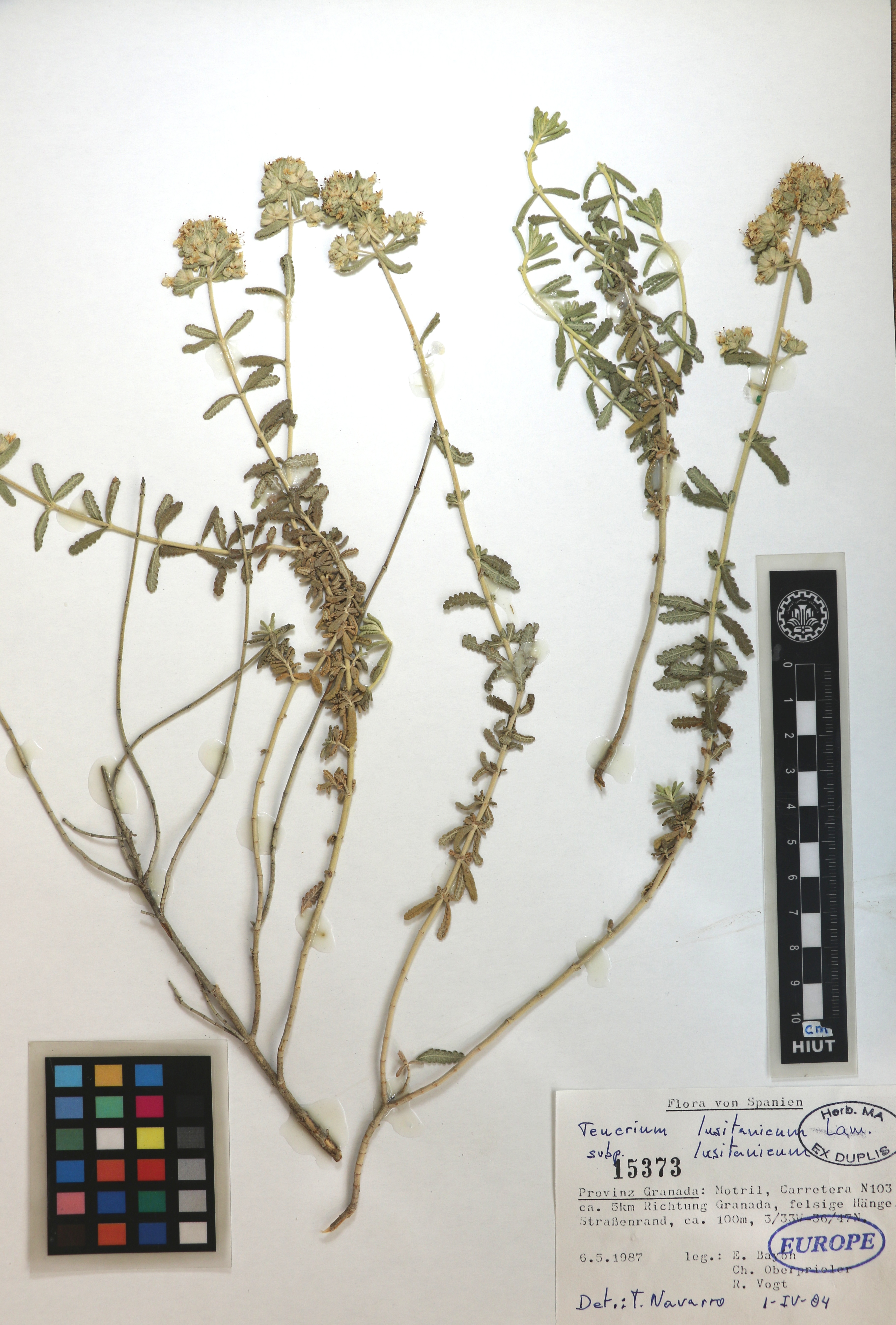 lusitanicum