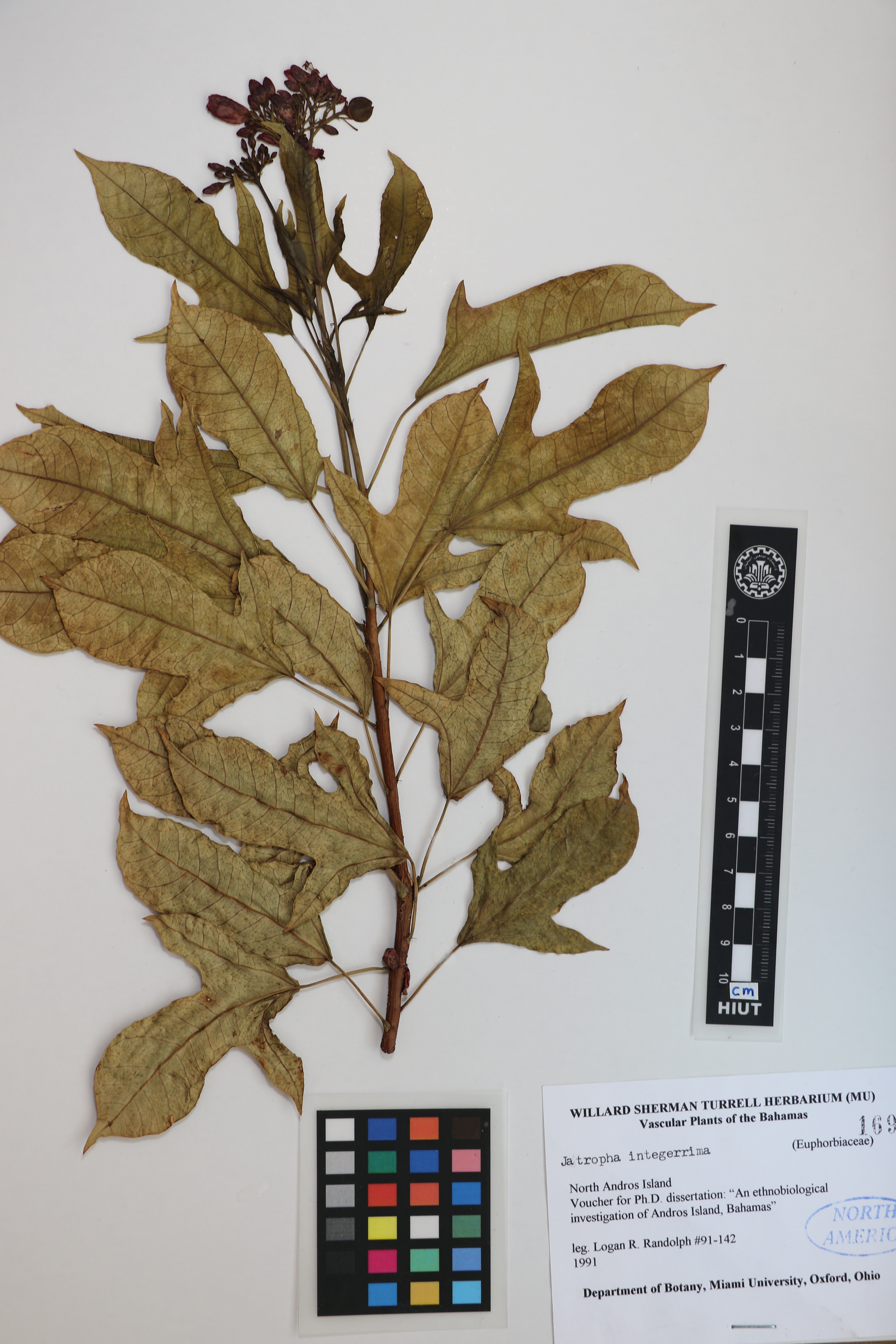 jatropha integerrima