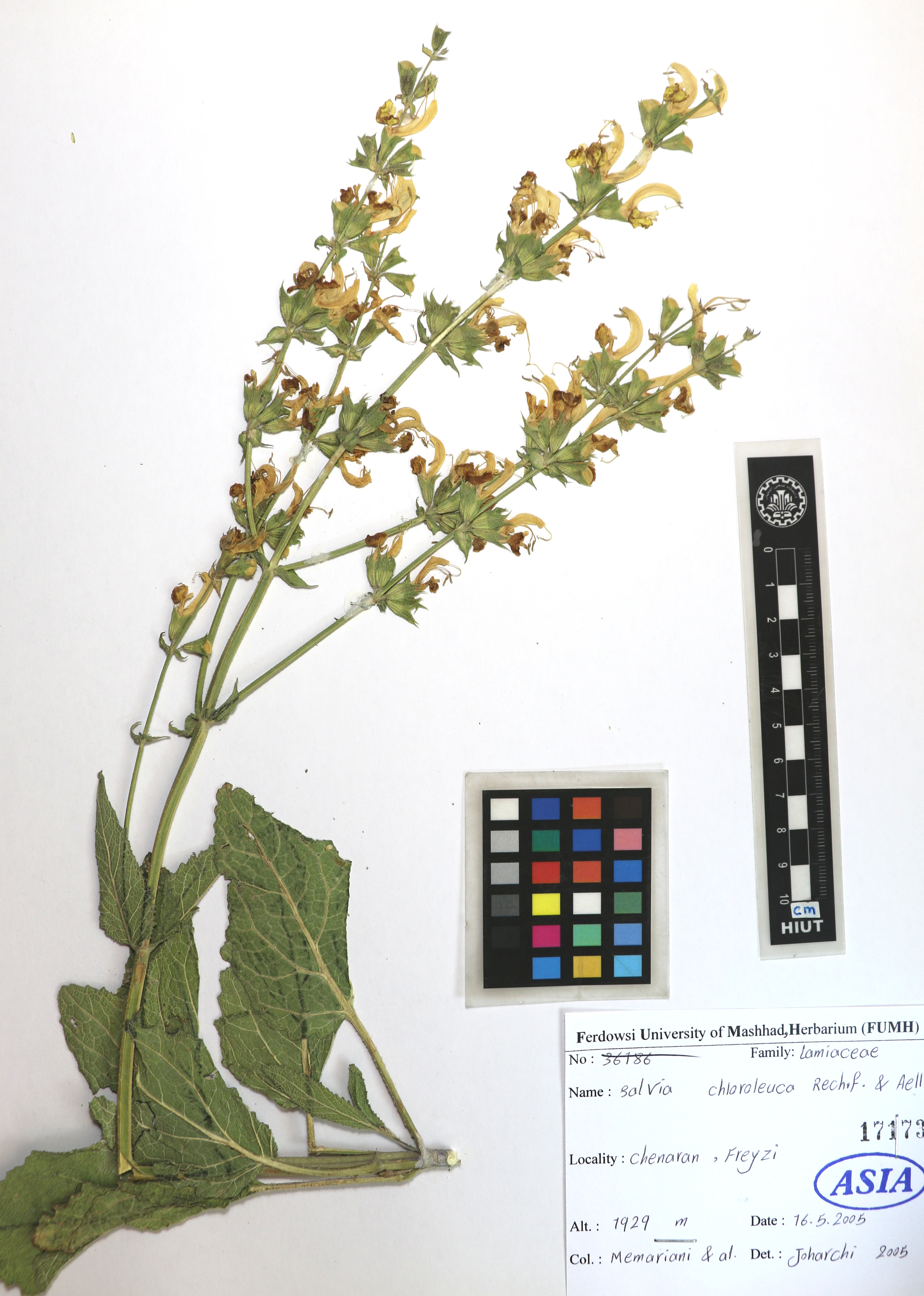 chloroleuca