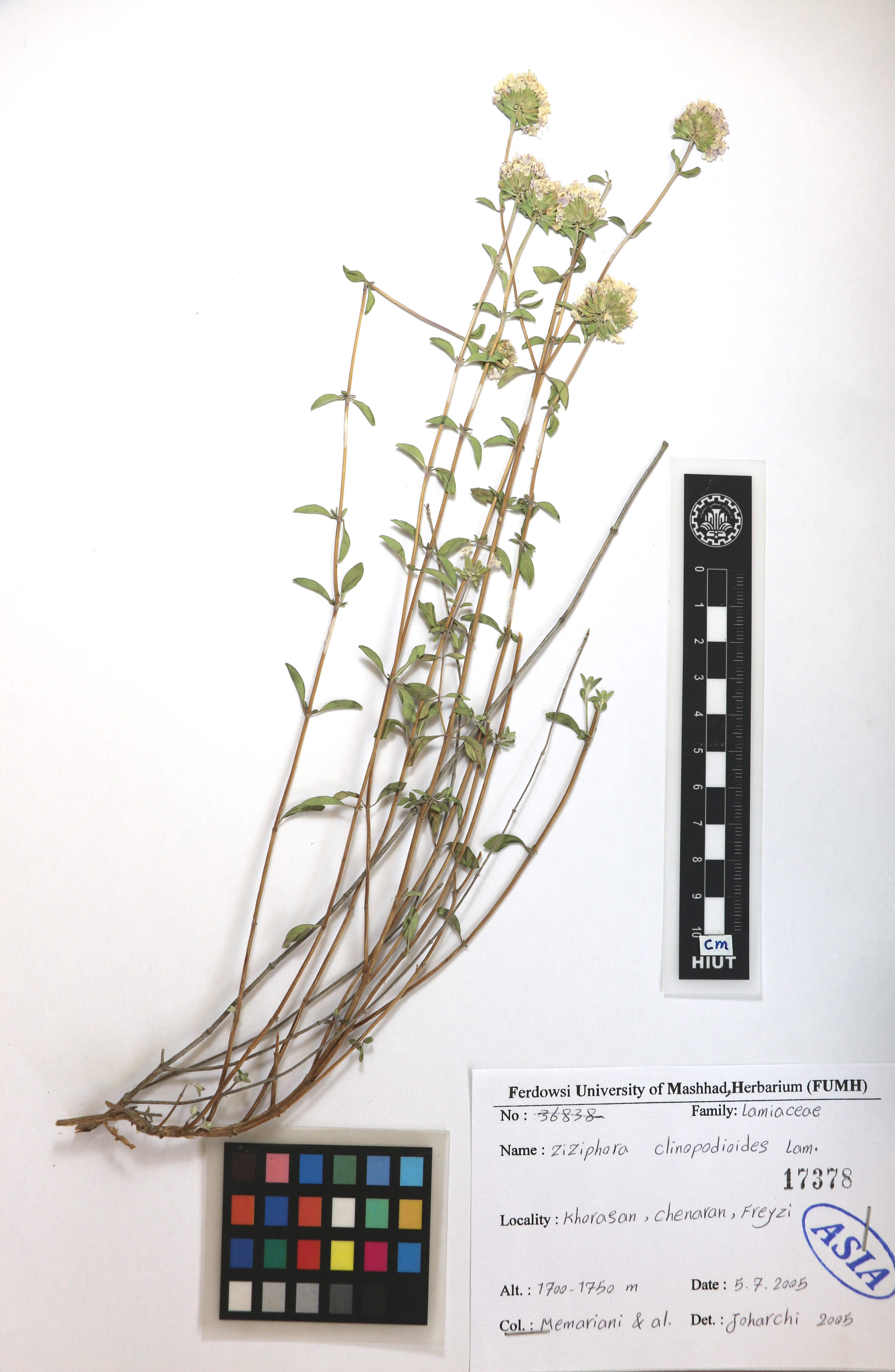 clinopodioides