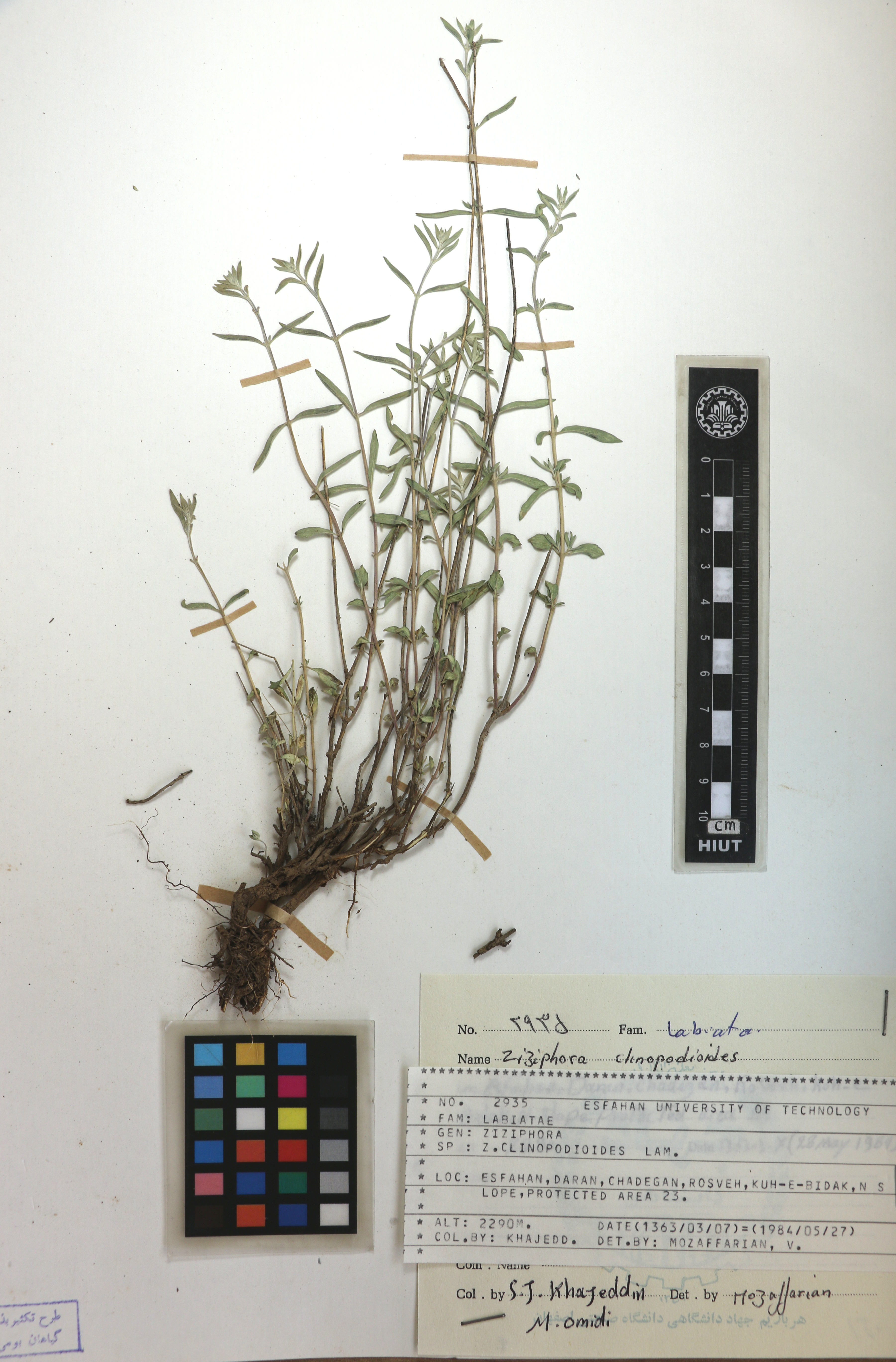 clinopodioides