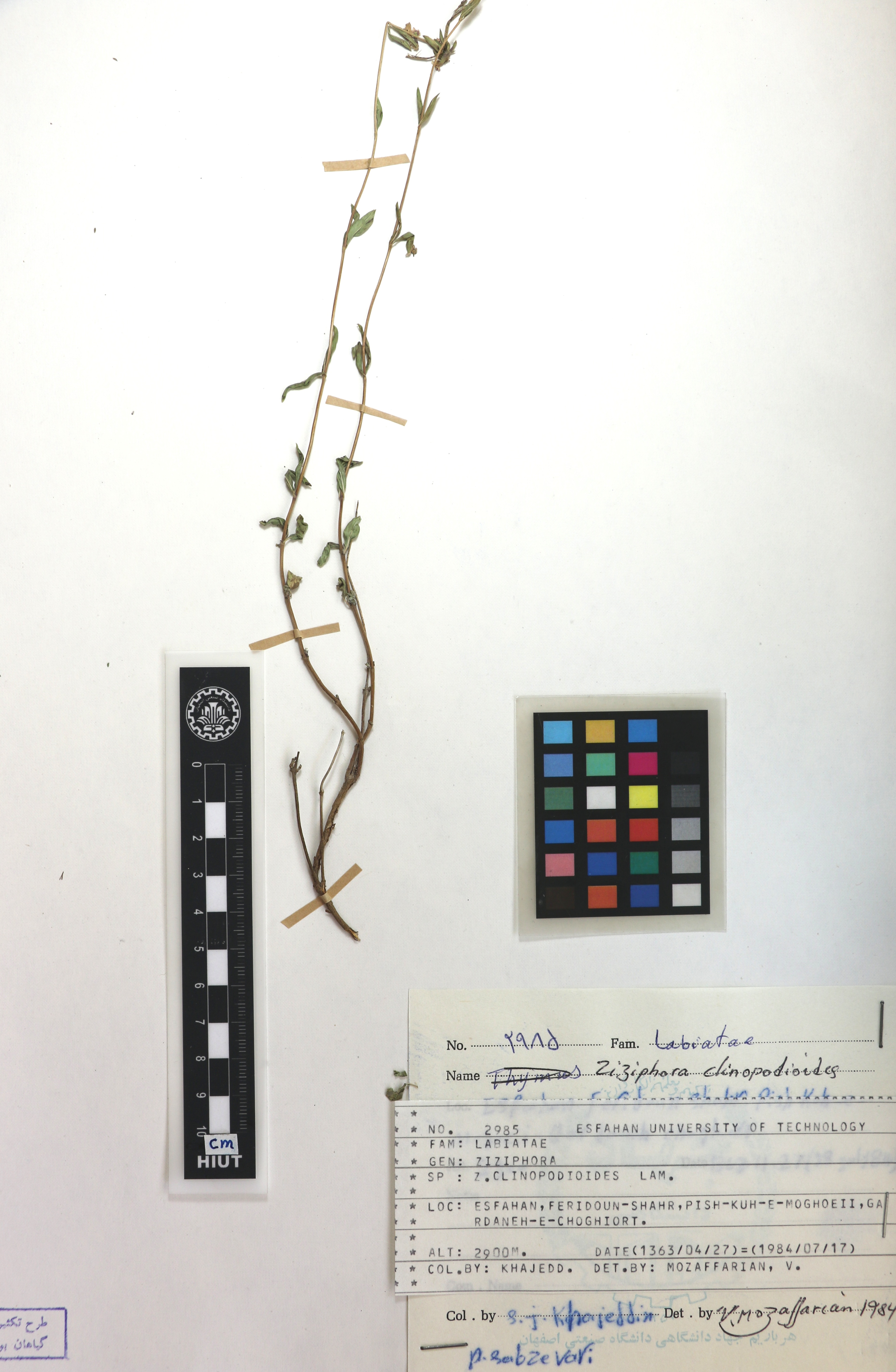 clinopodioides