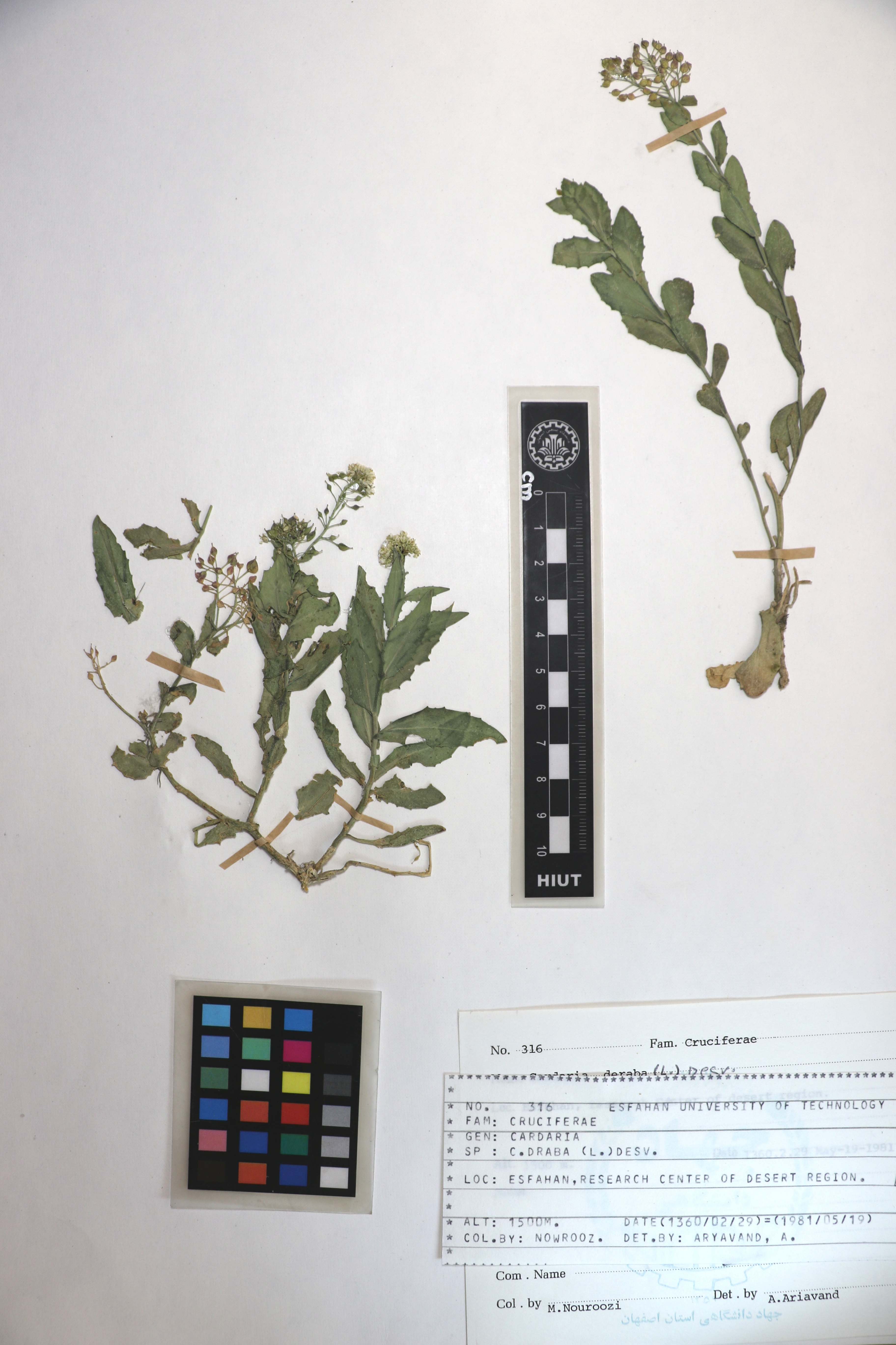Lepidium draba