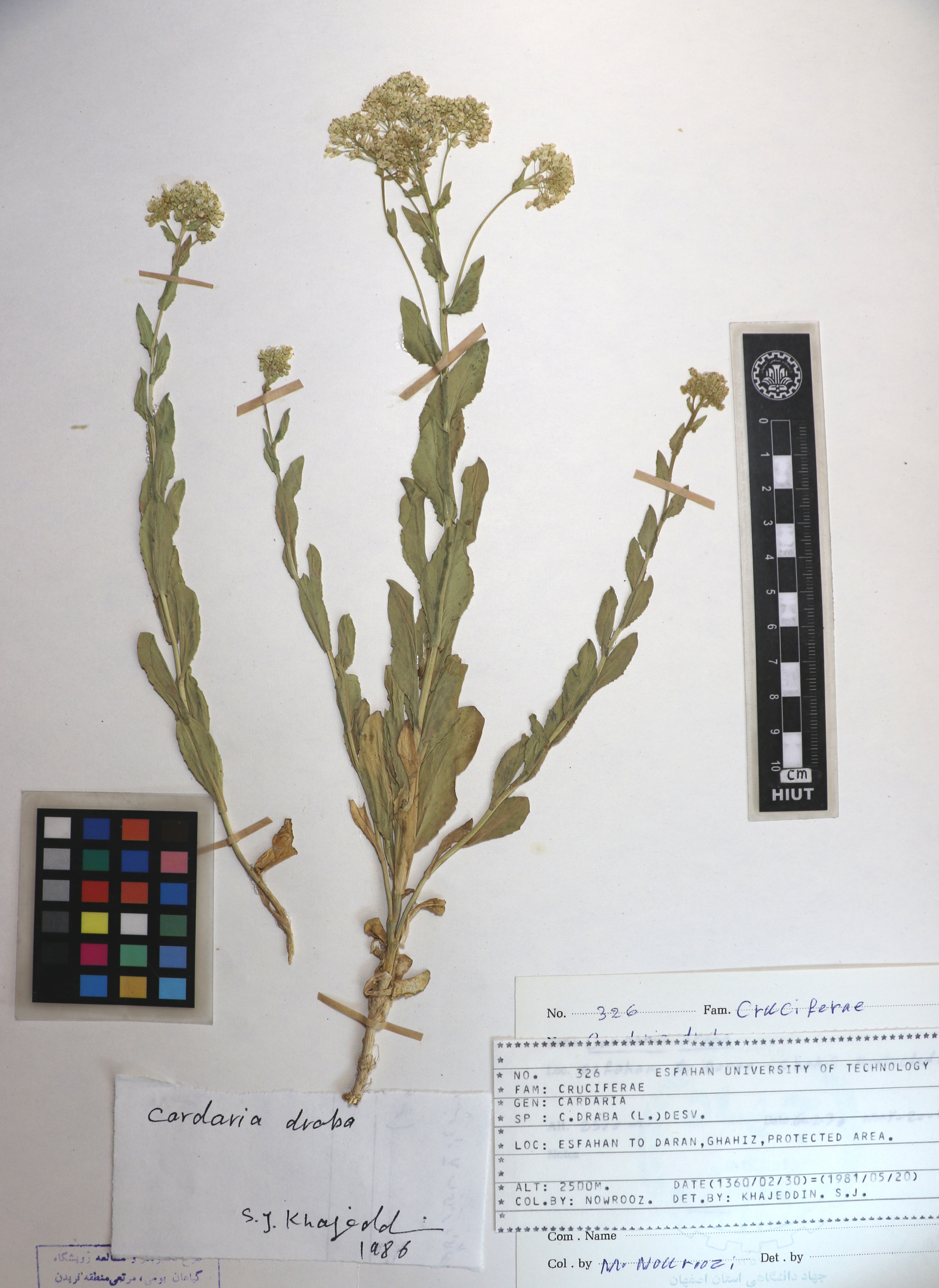 sys: Lepidium draba