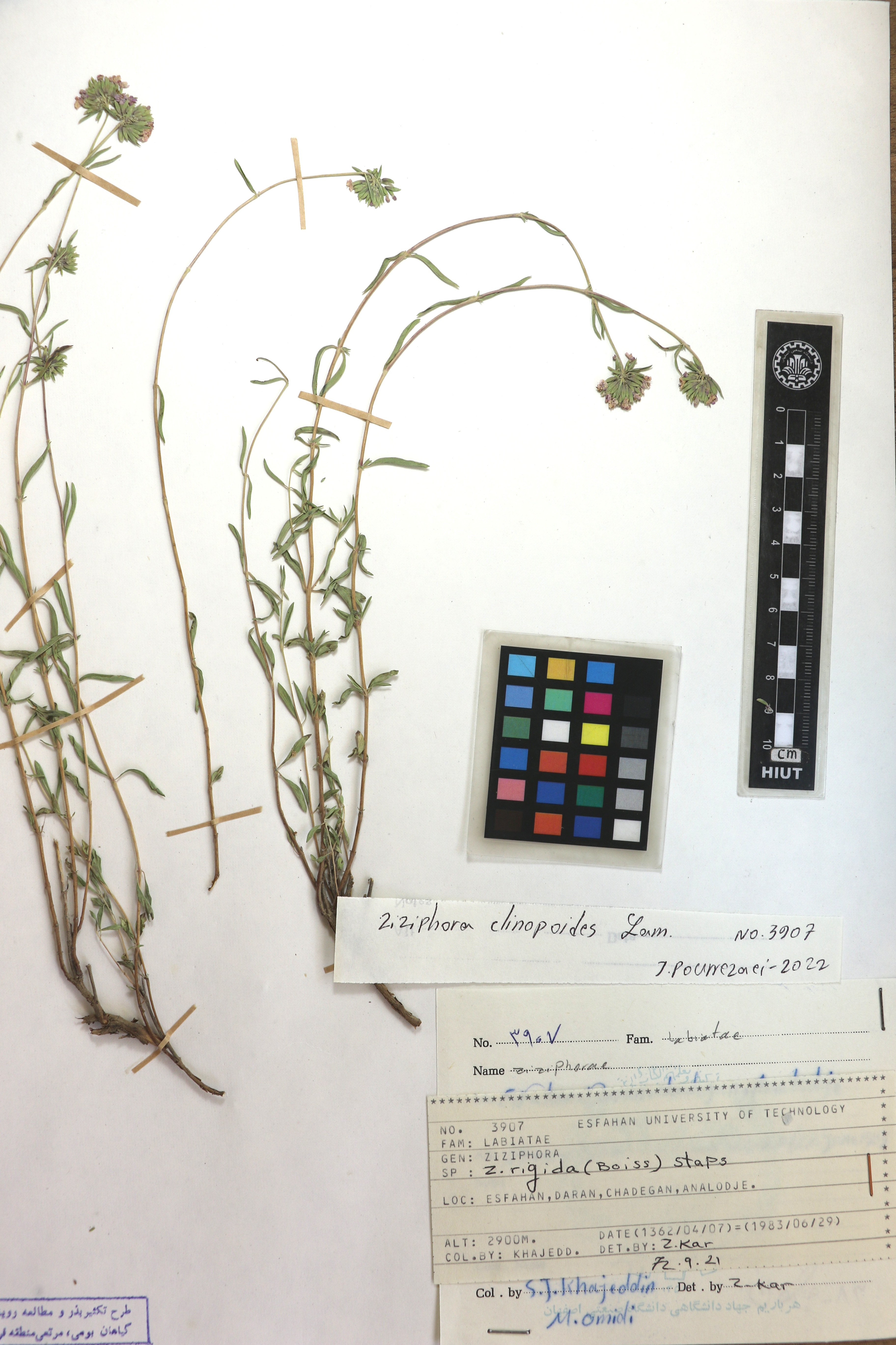 clinopodioides