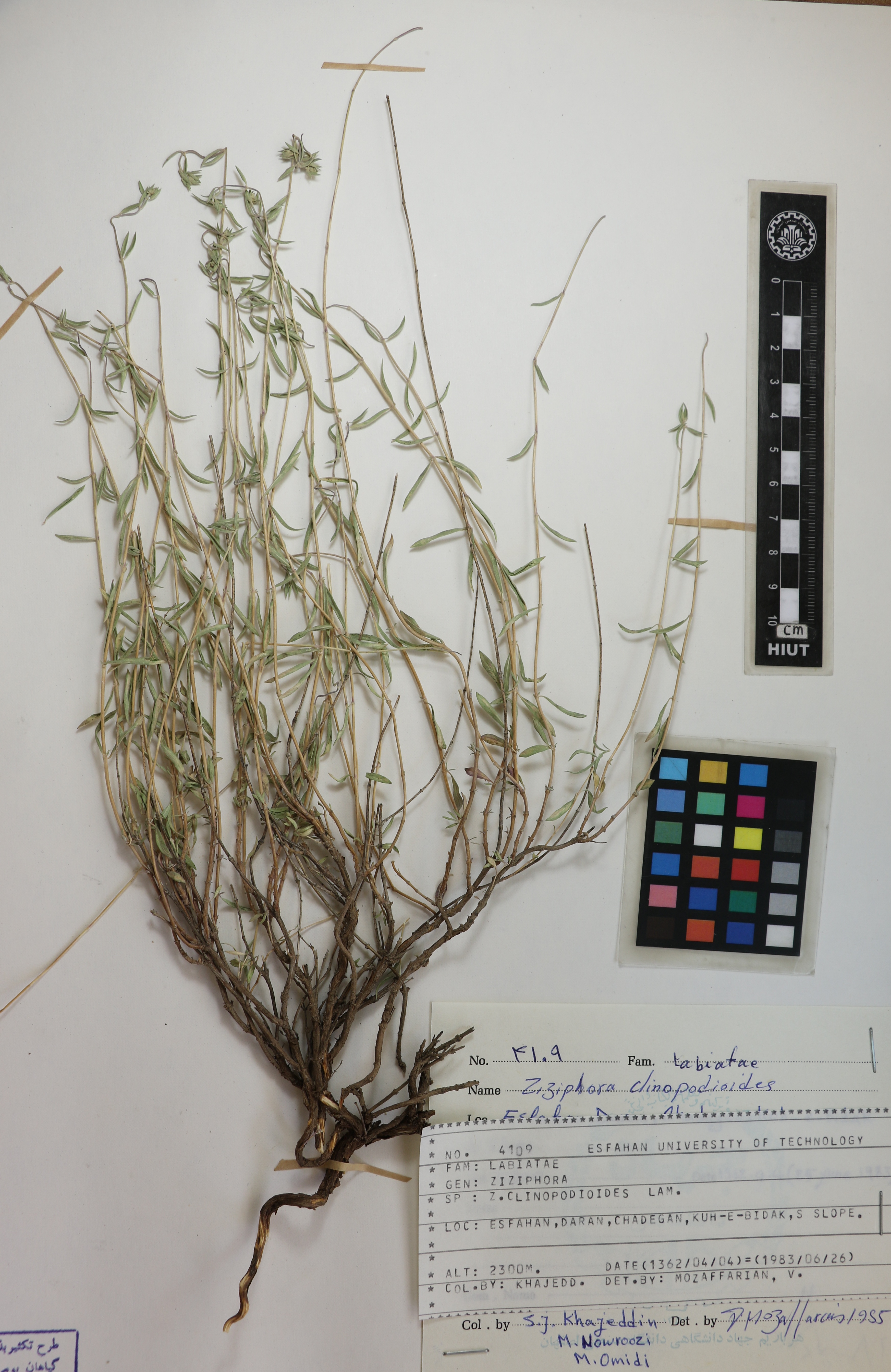 clinopodioides