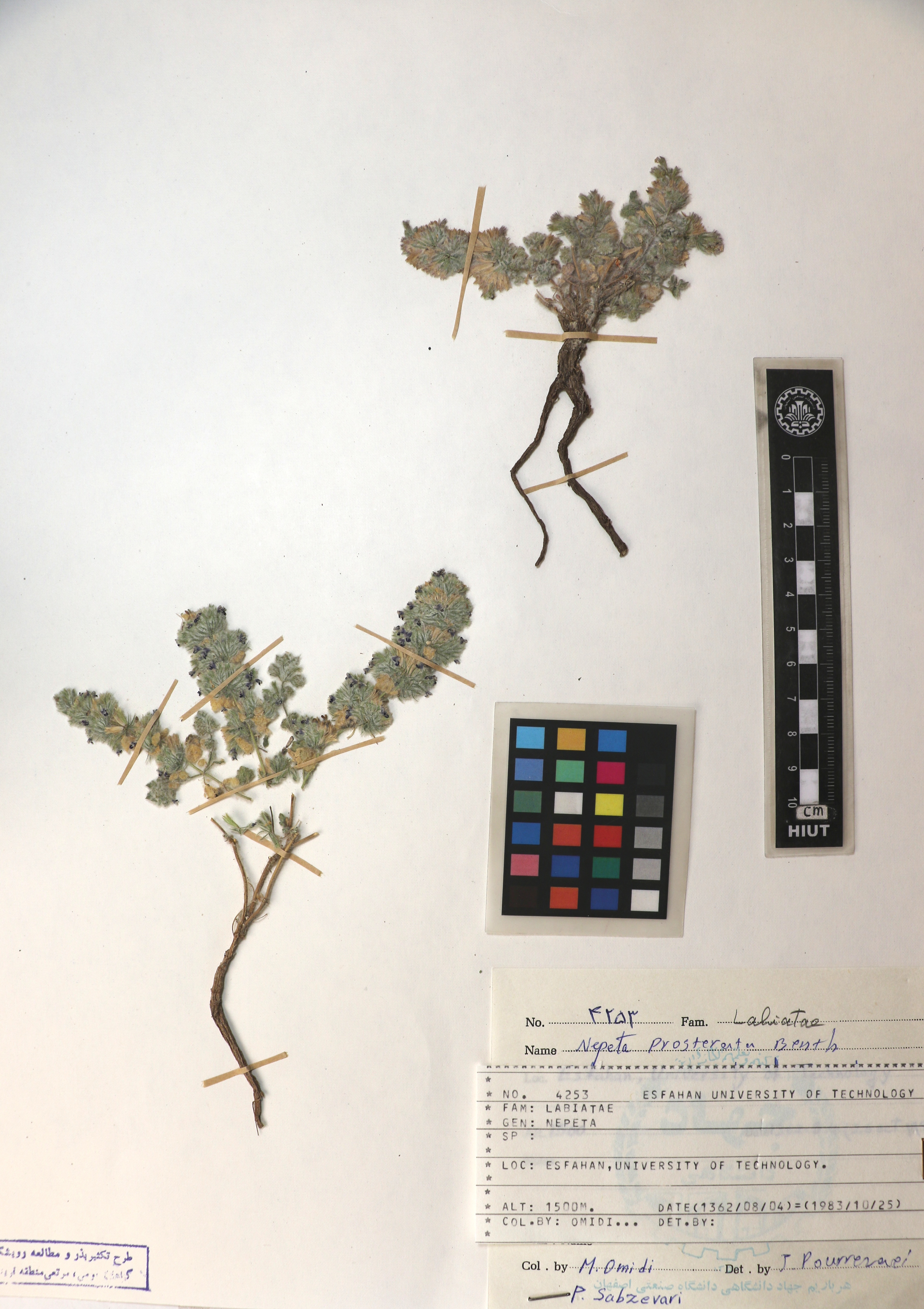 prostrata