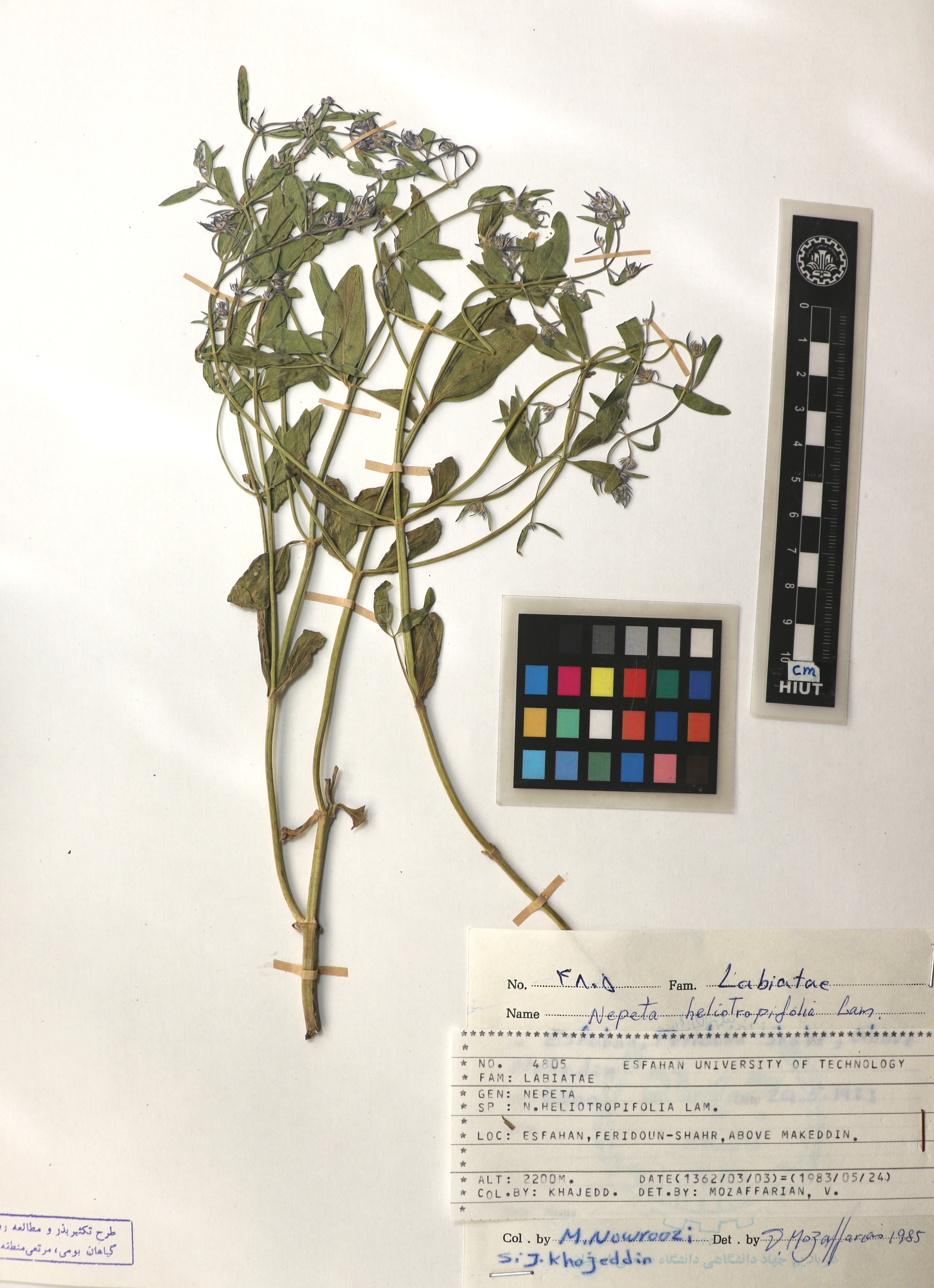 heliotropifolia