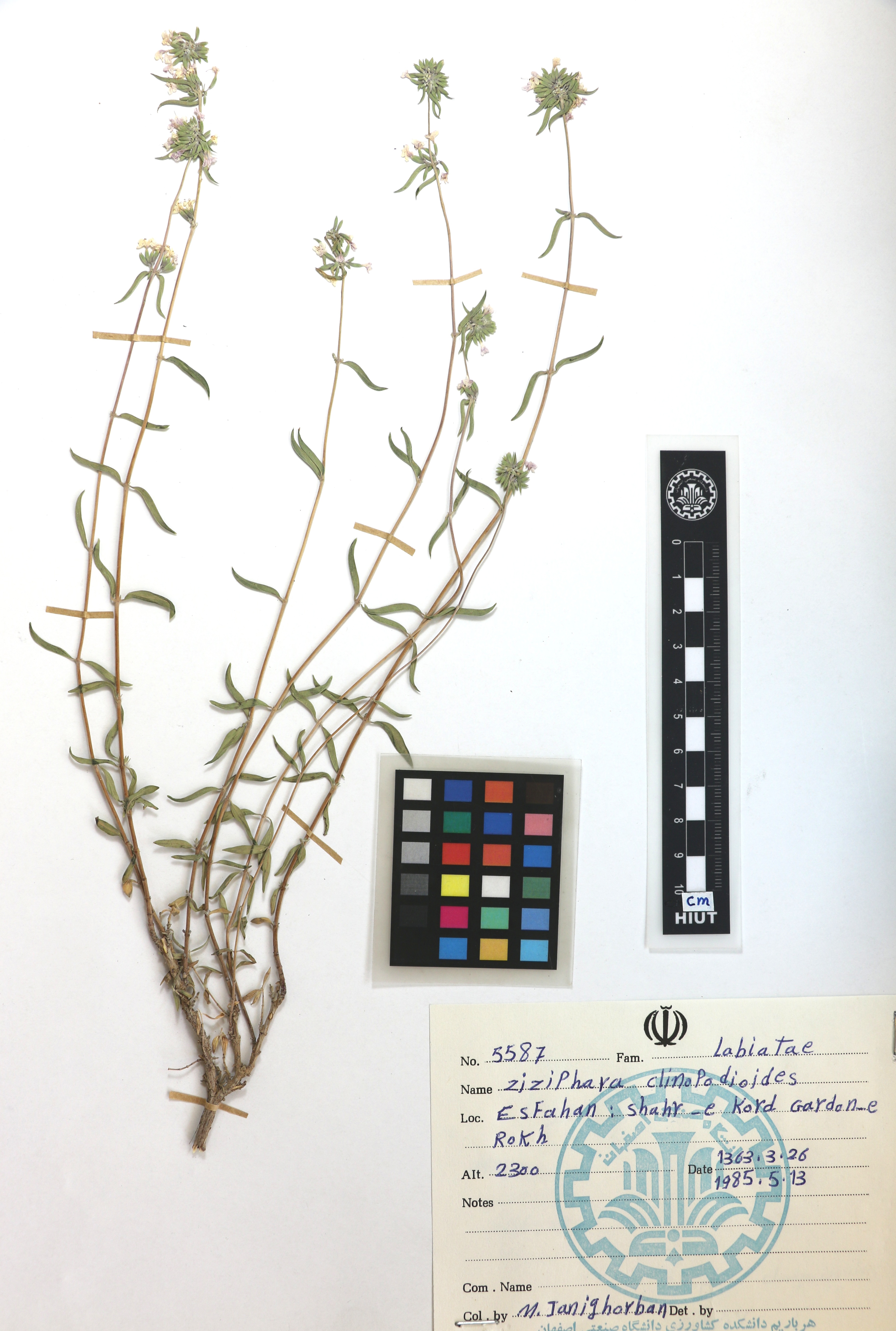 clinopodioides