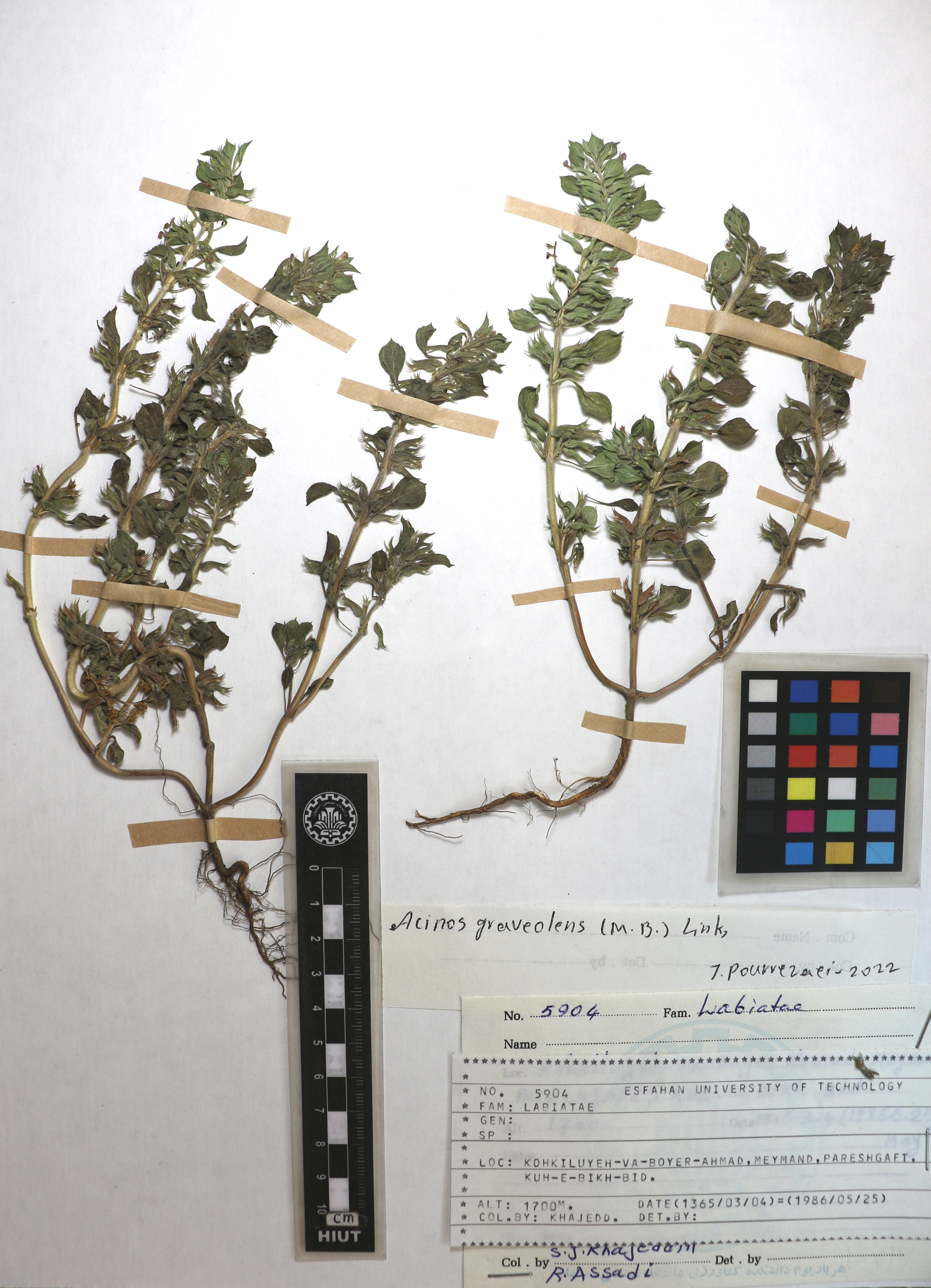 Clinopodium