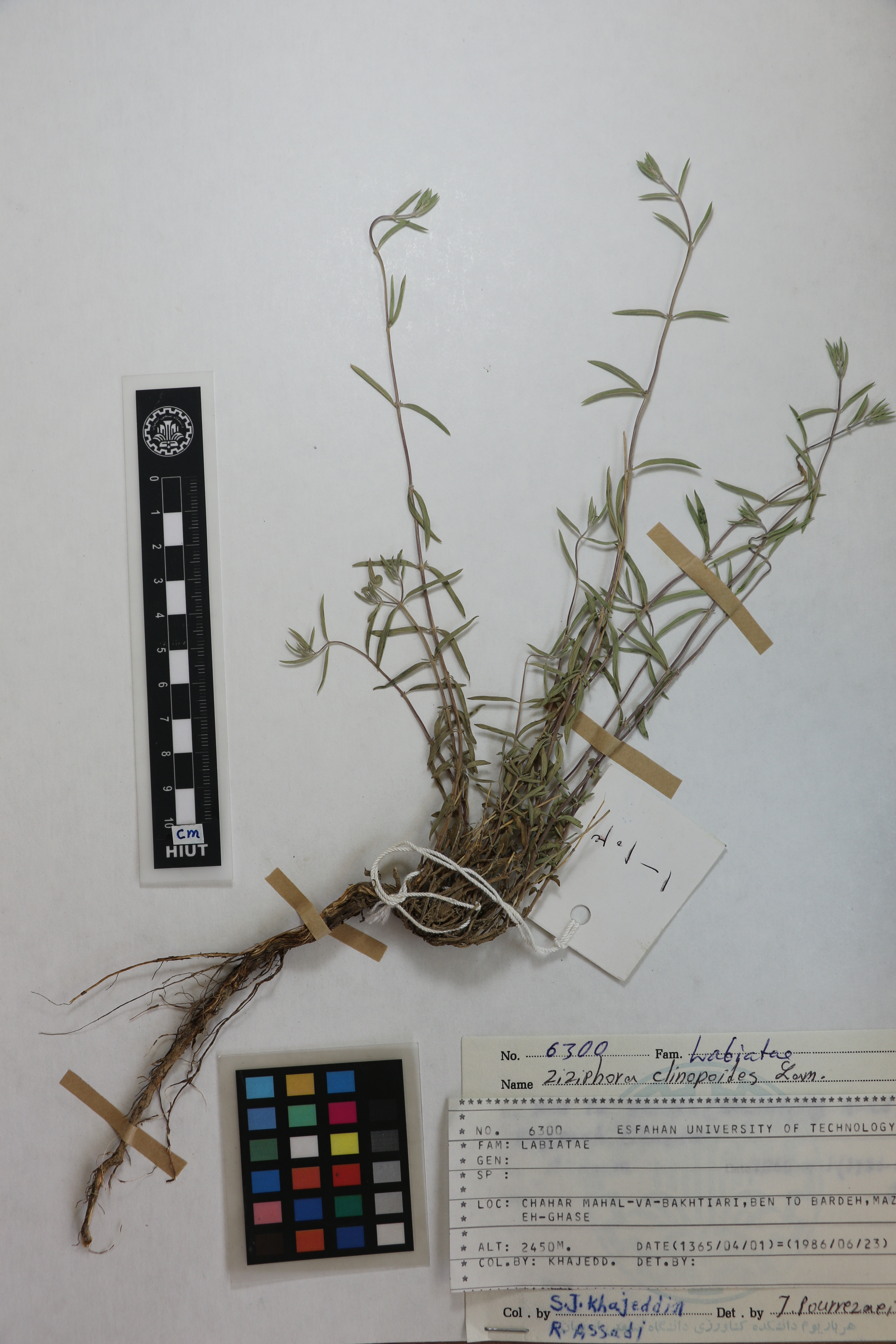 clinopodioides