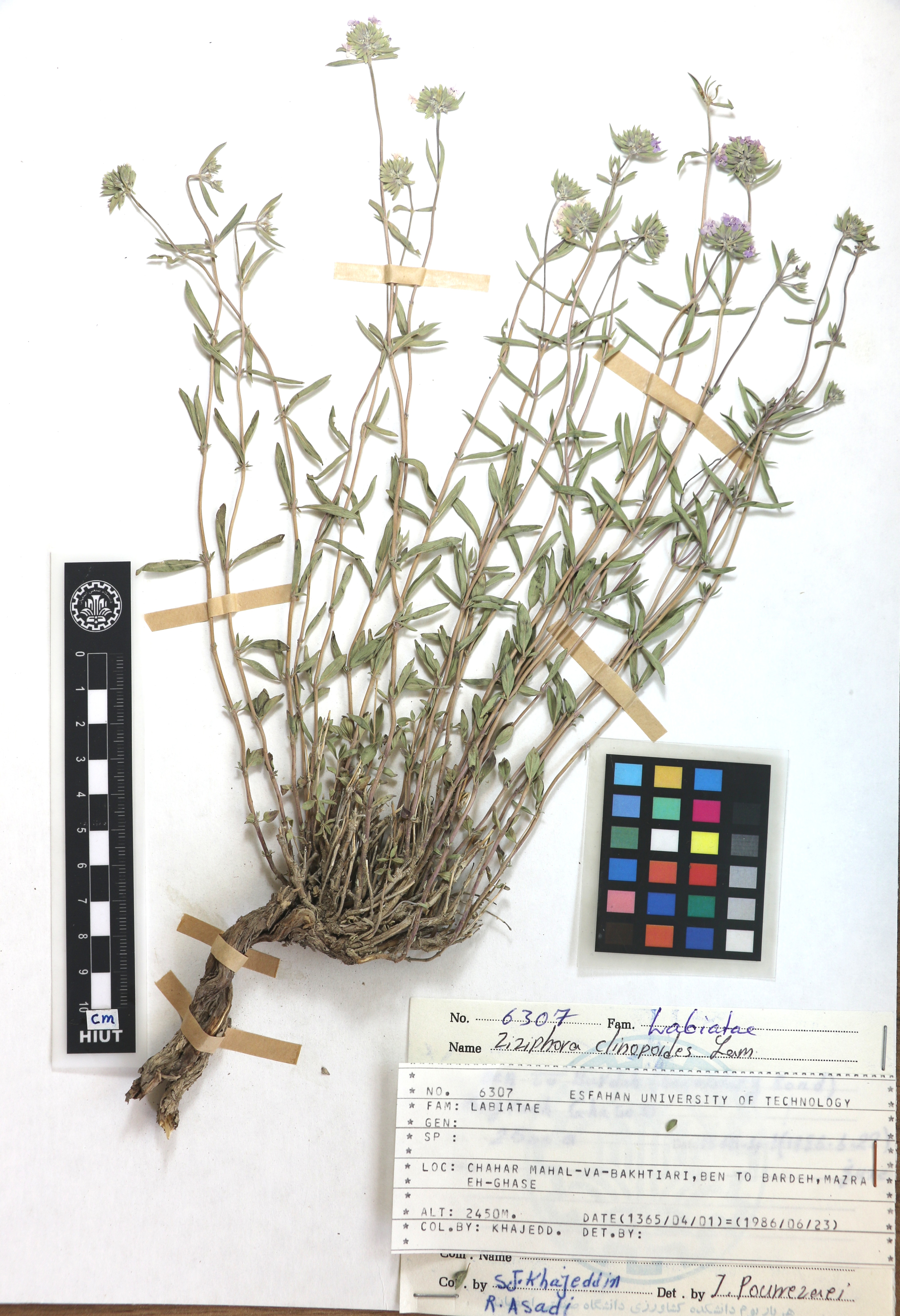 clinopodioides