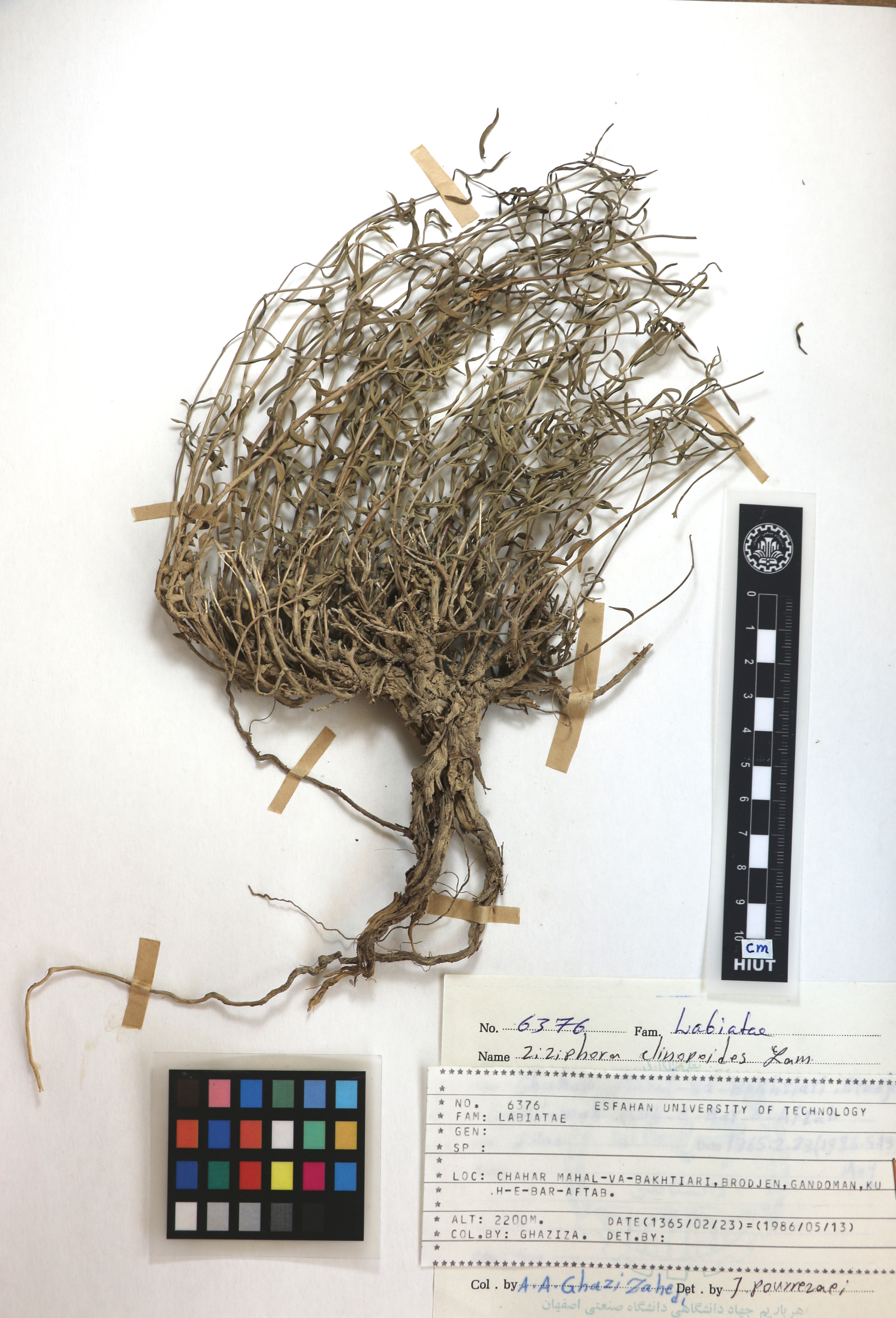 clinopodioides