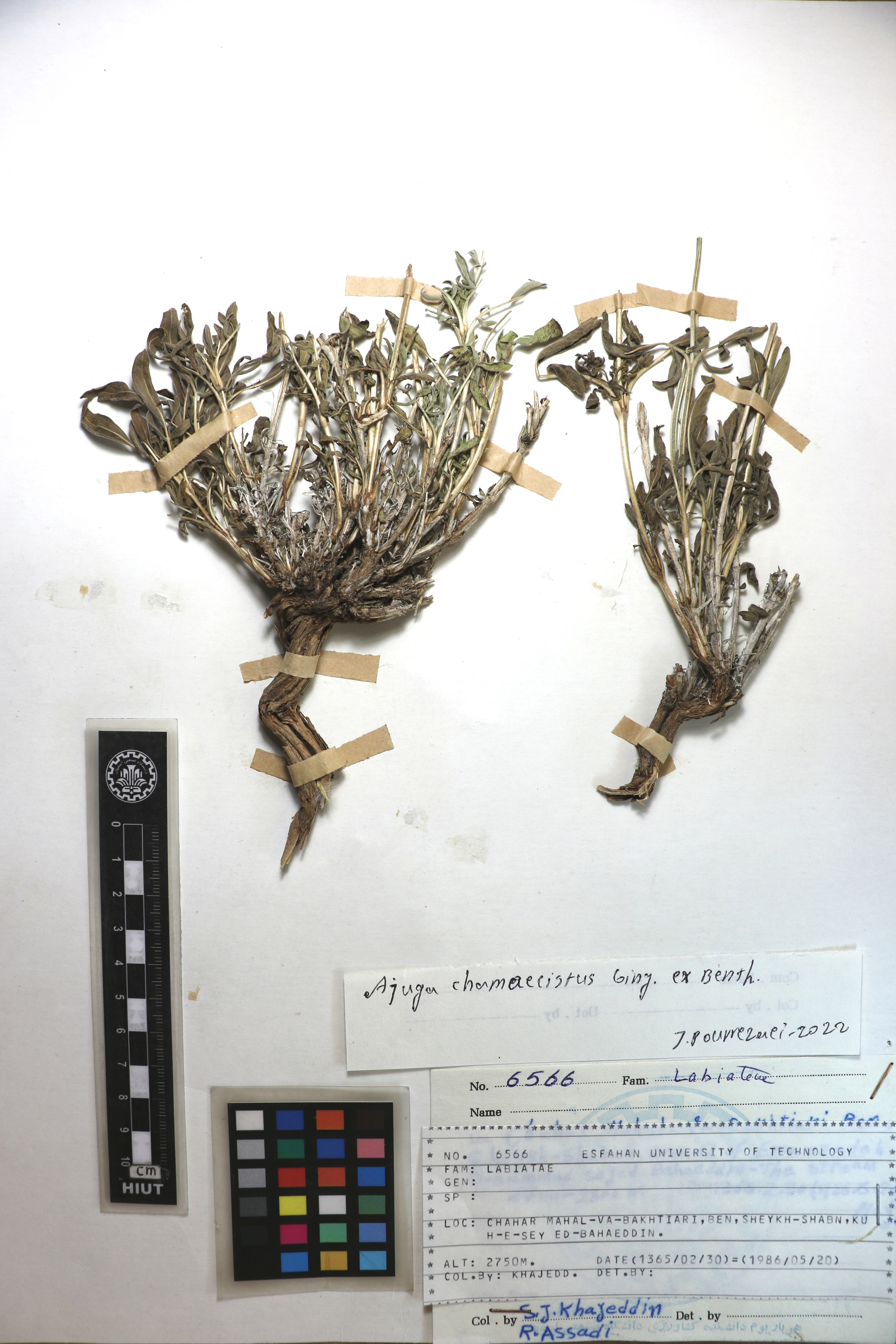chamaecistus