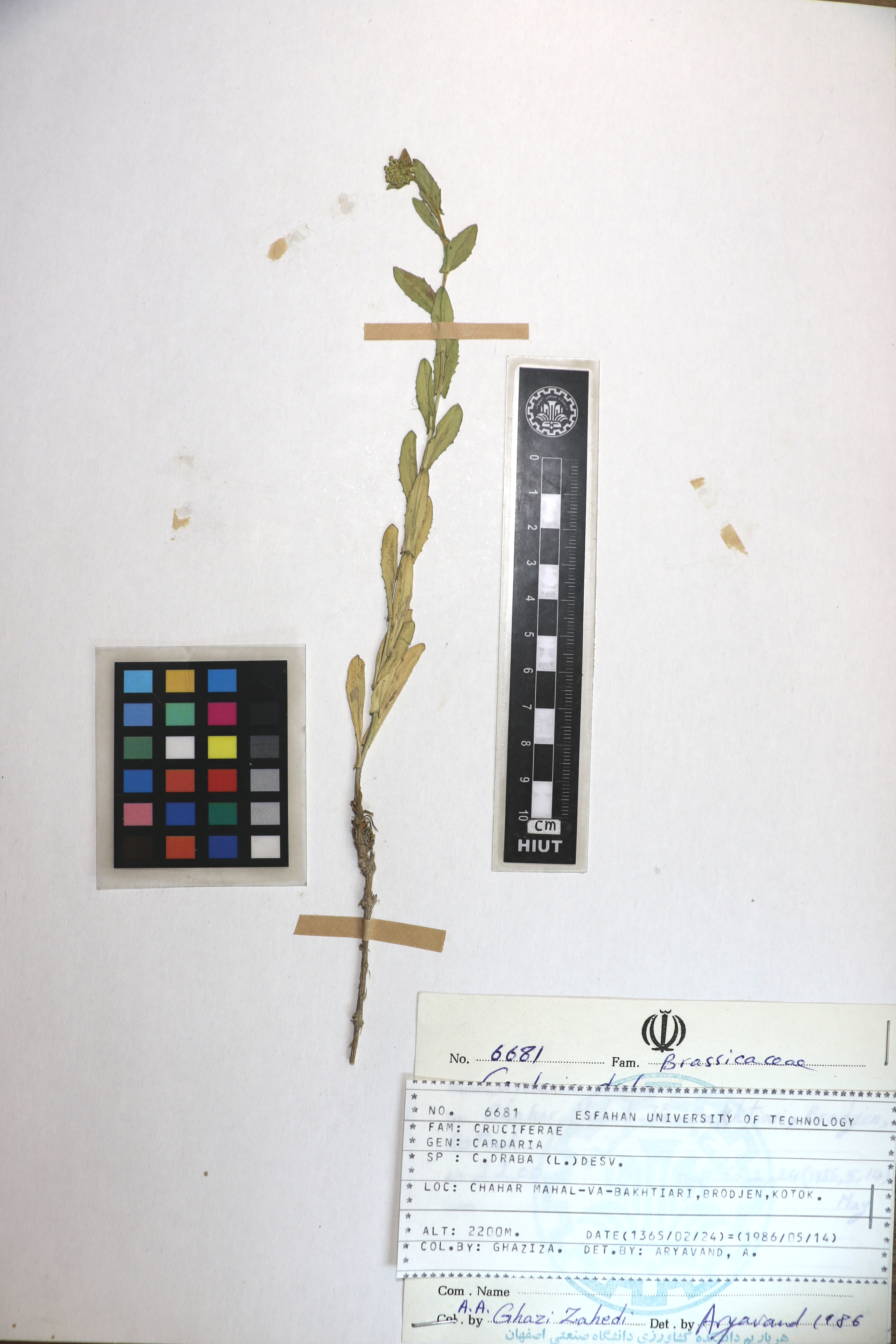 sys: Lepidium draba