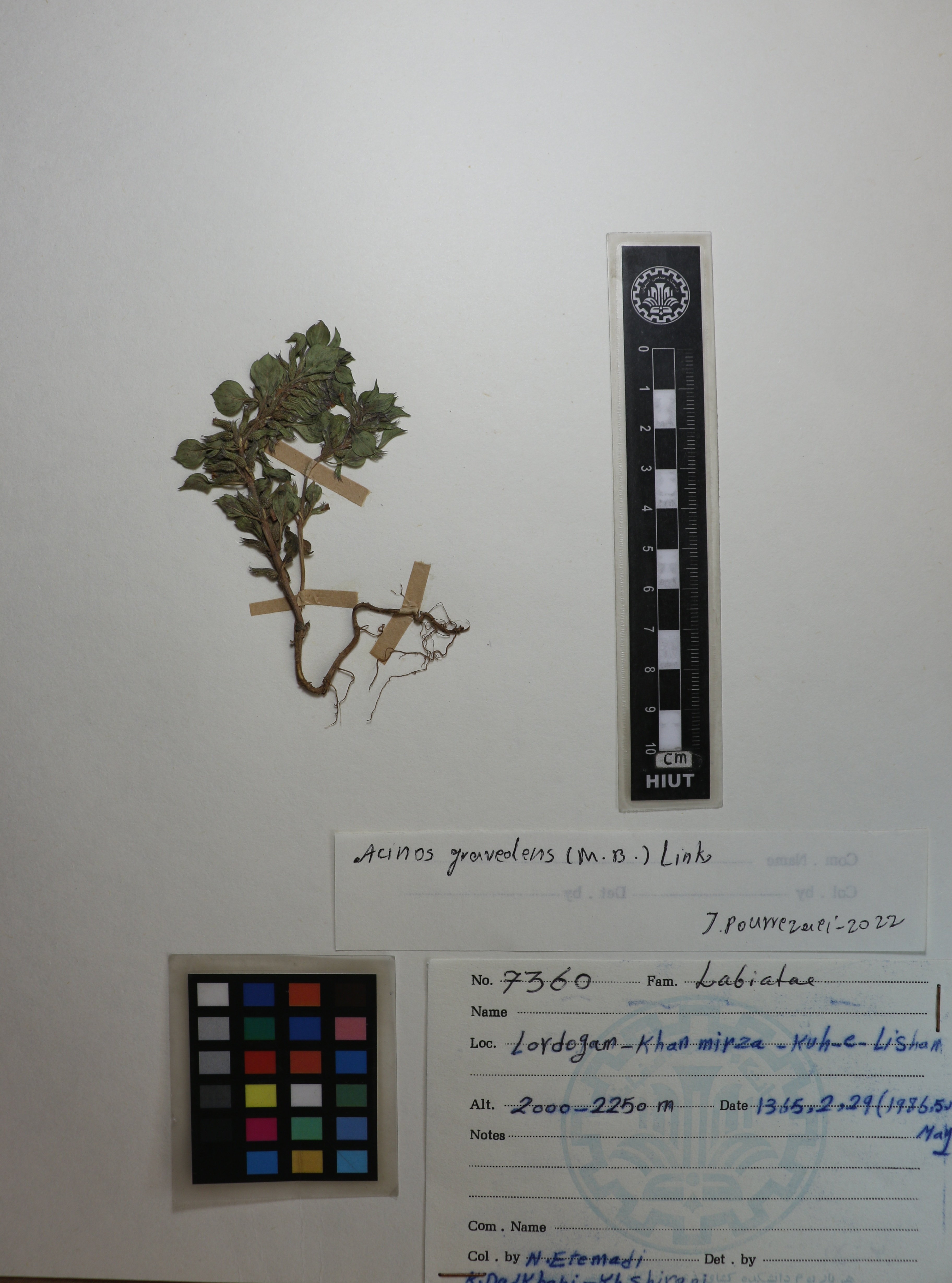Clinopodium