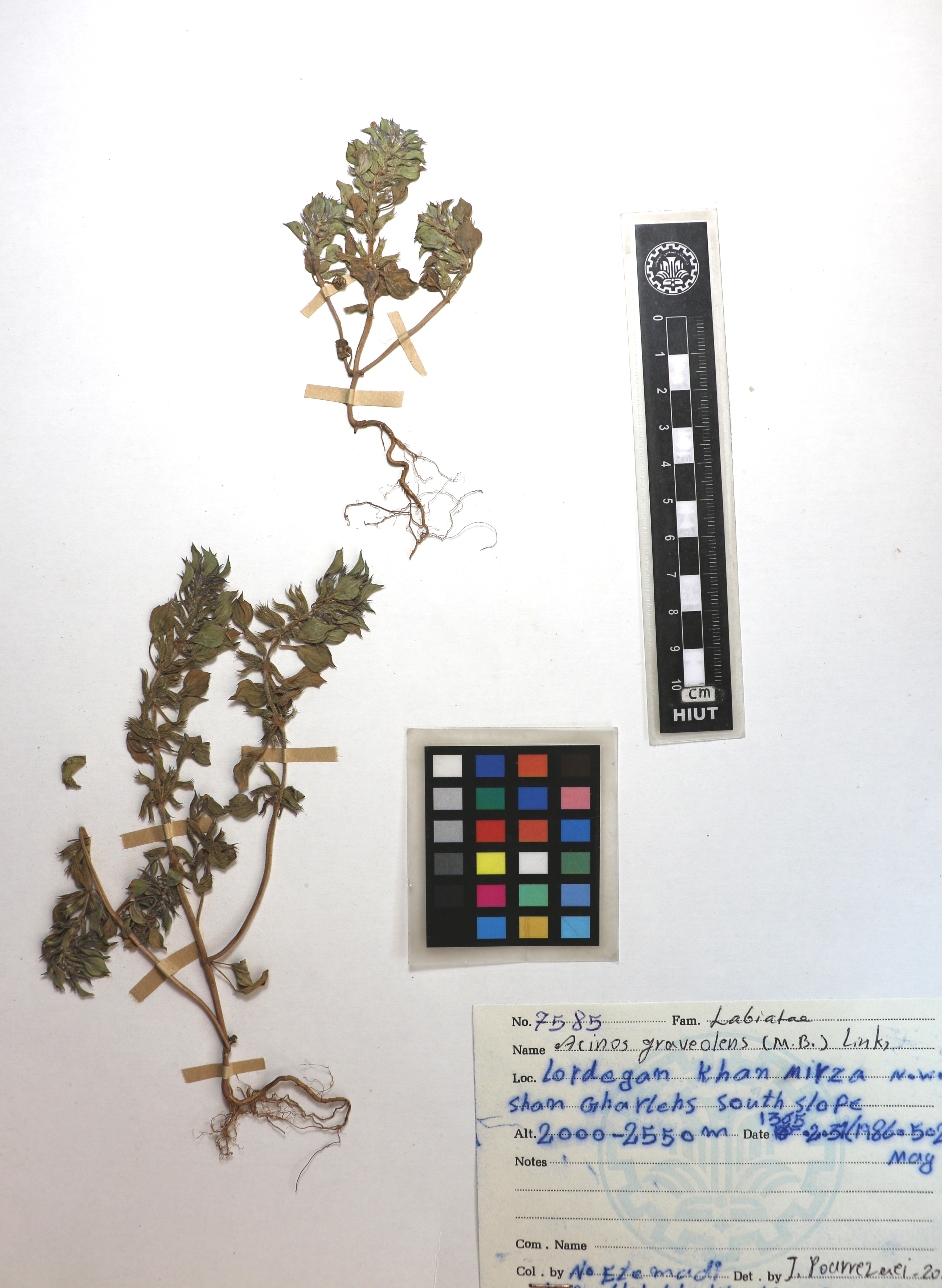 Clinopodium