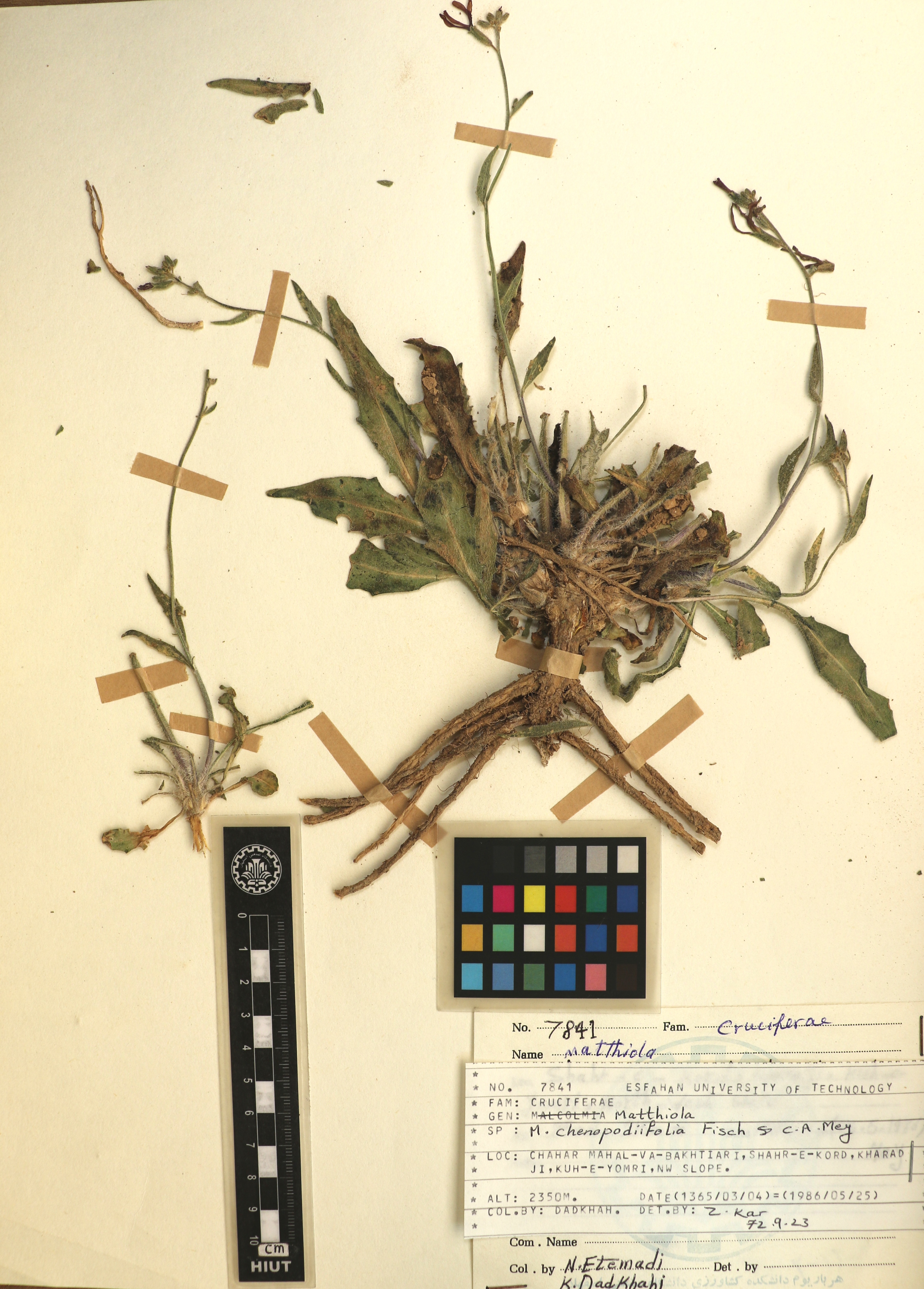 chenopodiifolia