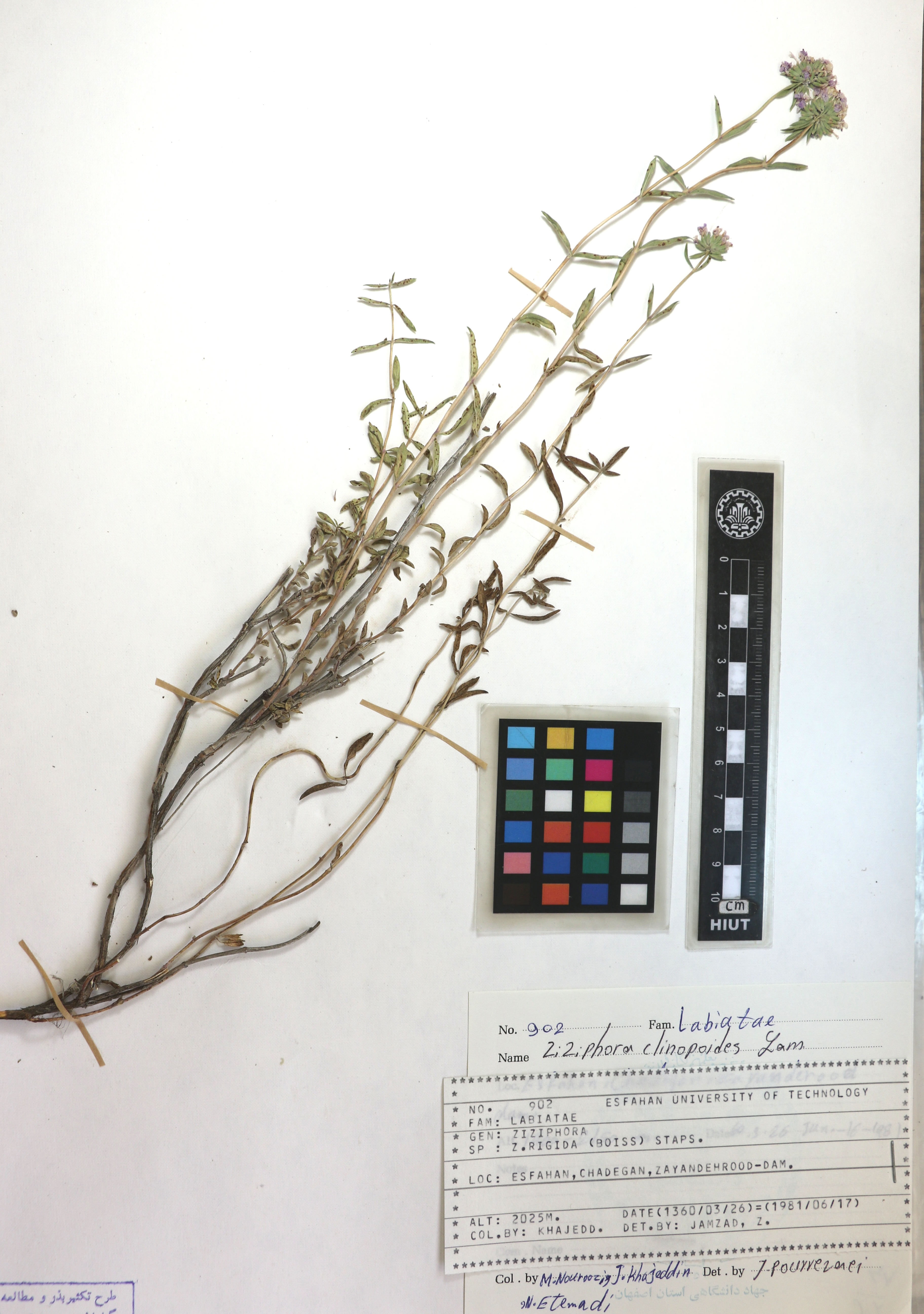 clinopodioides
