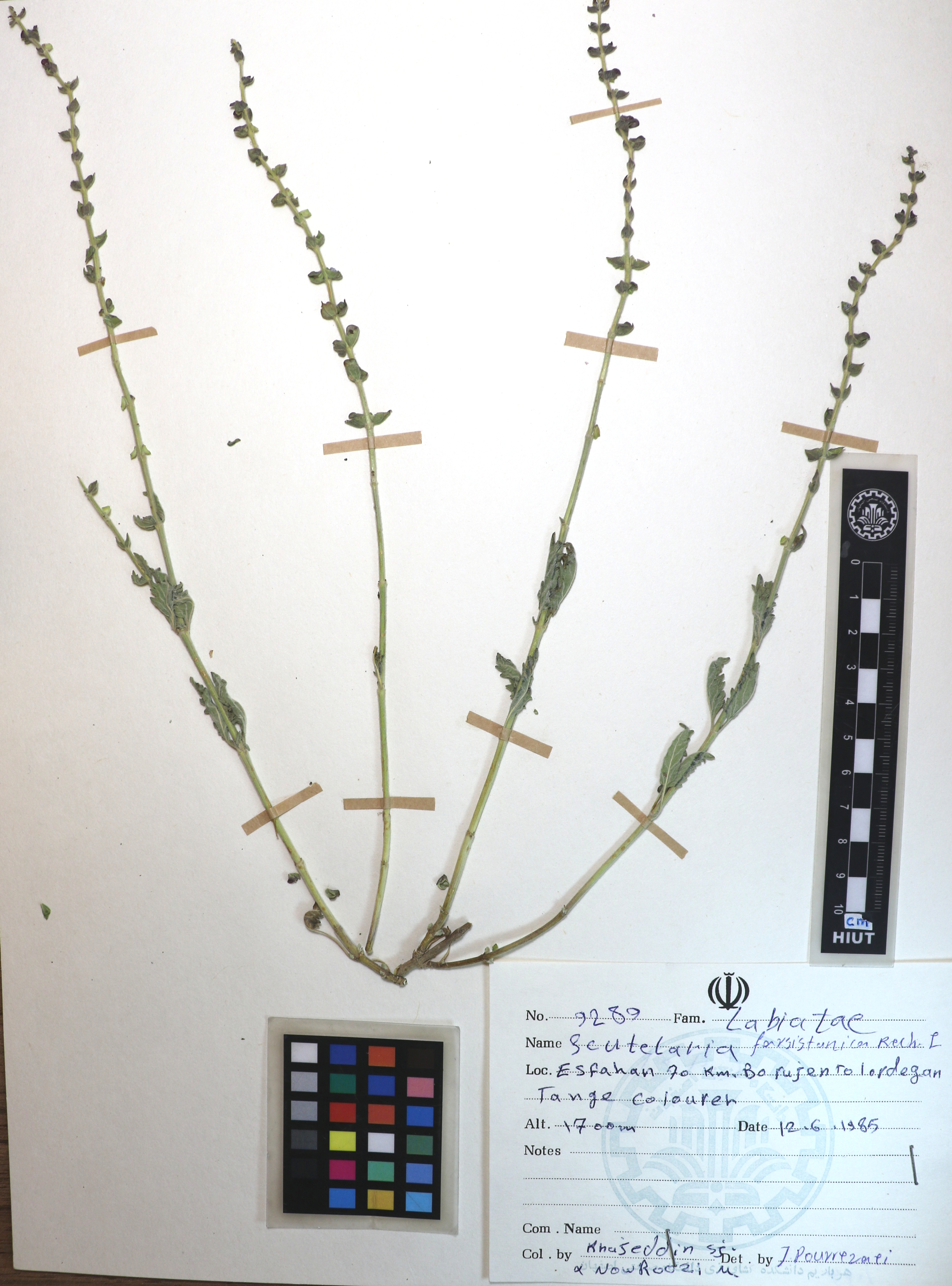 Scutellaria 