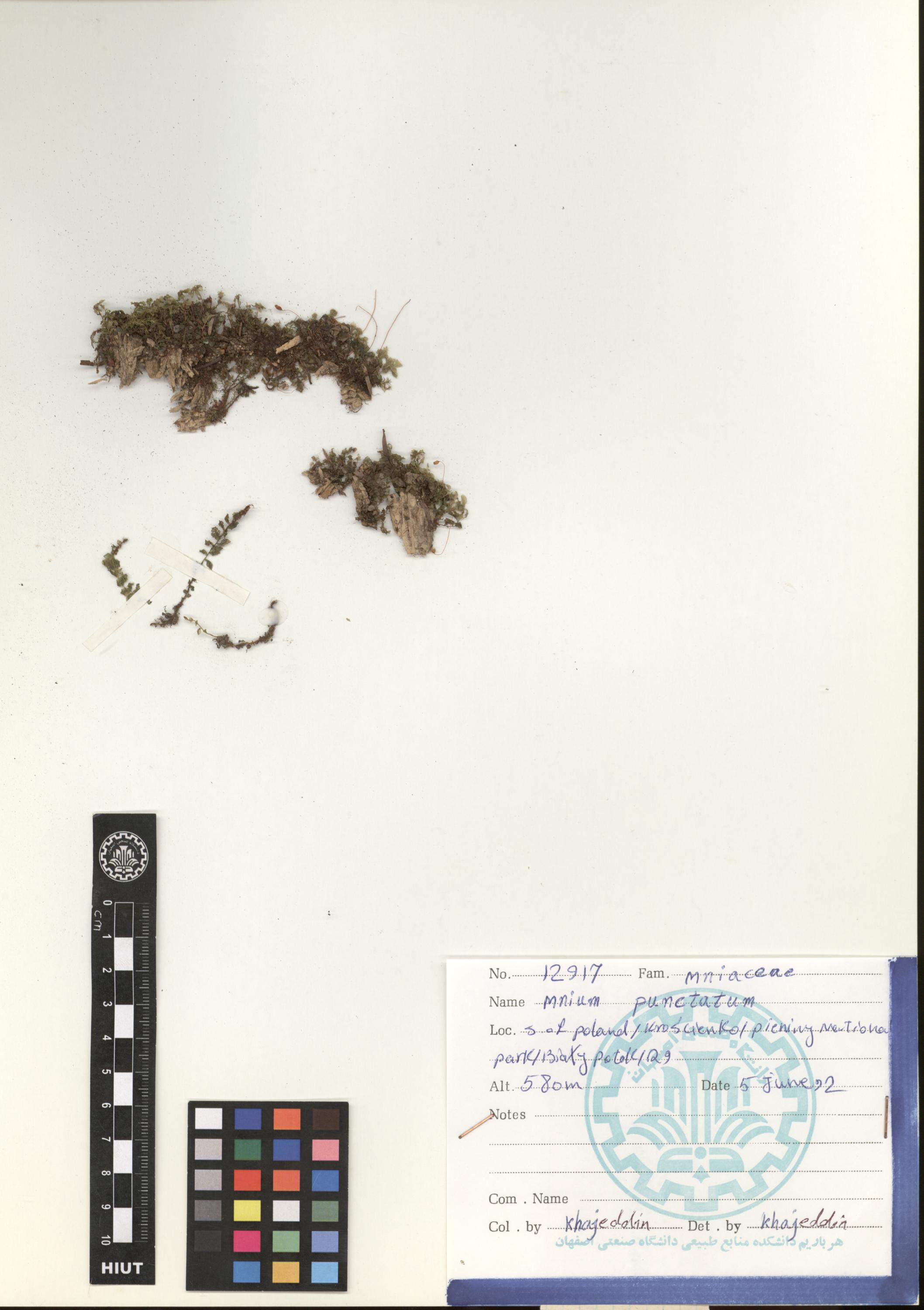 punctatum