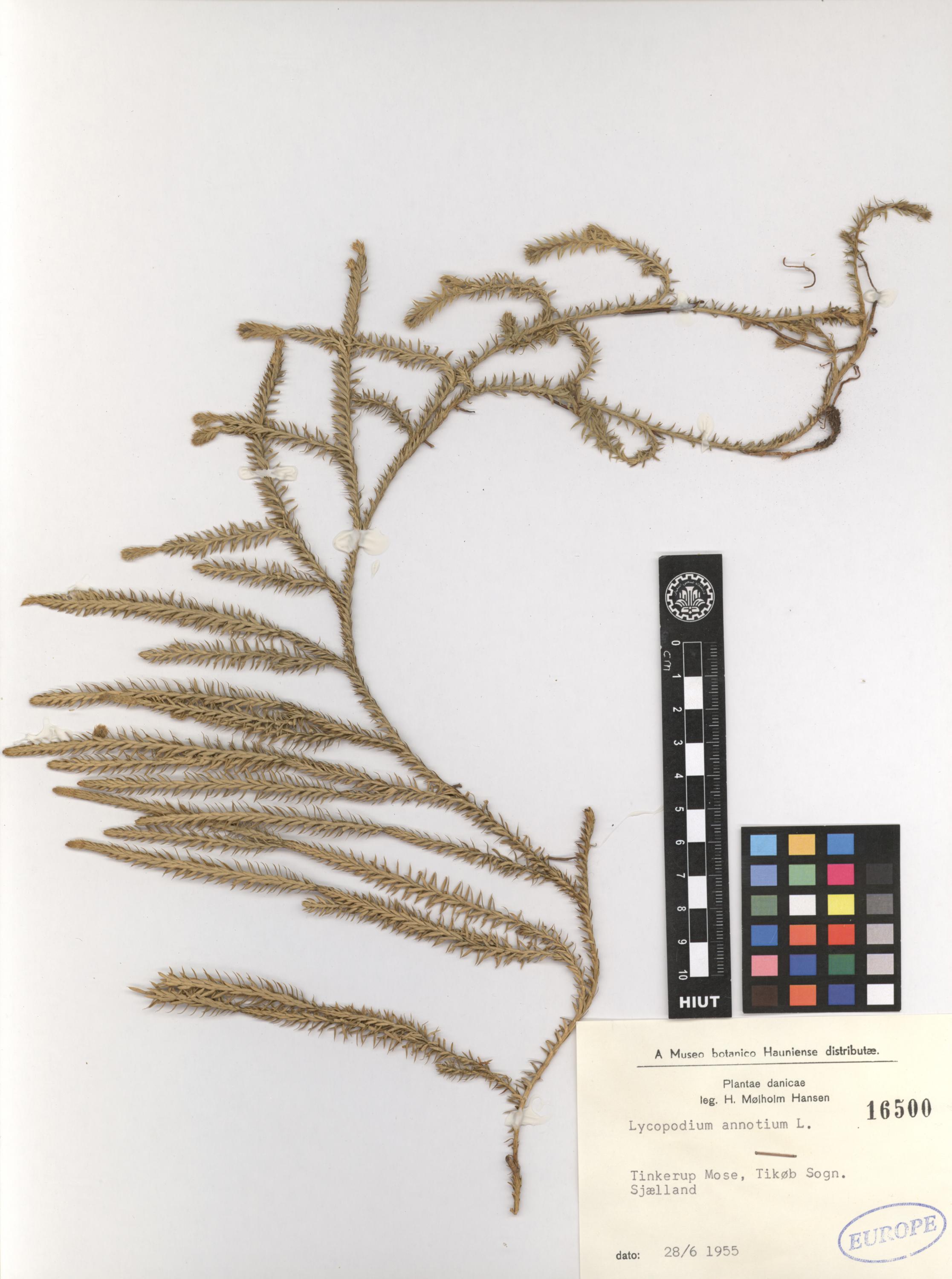 annotinum