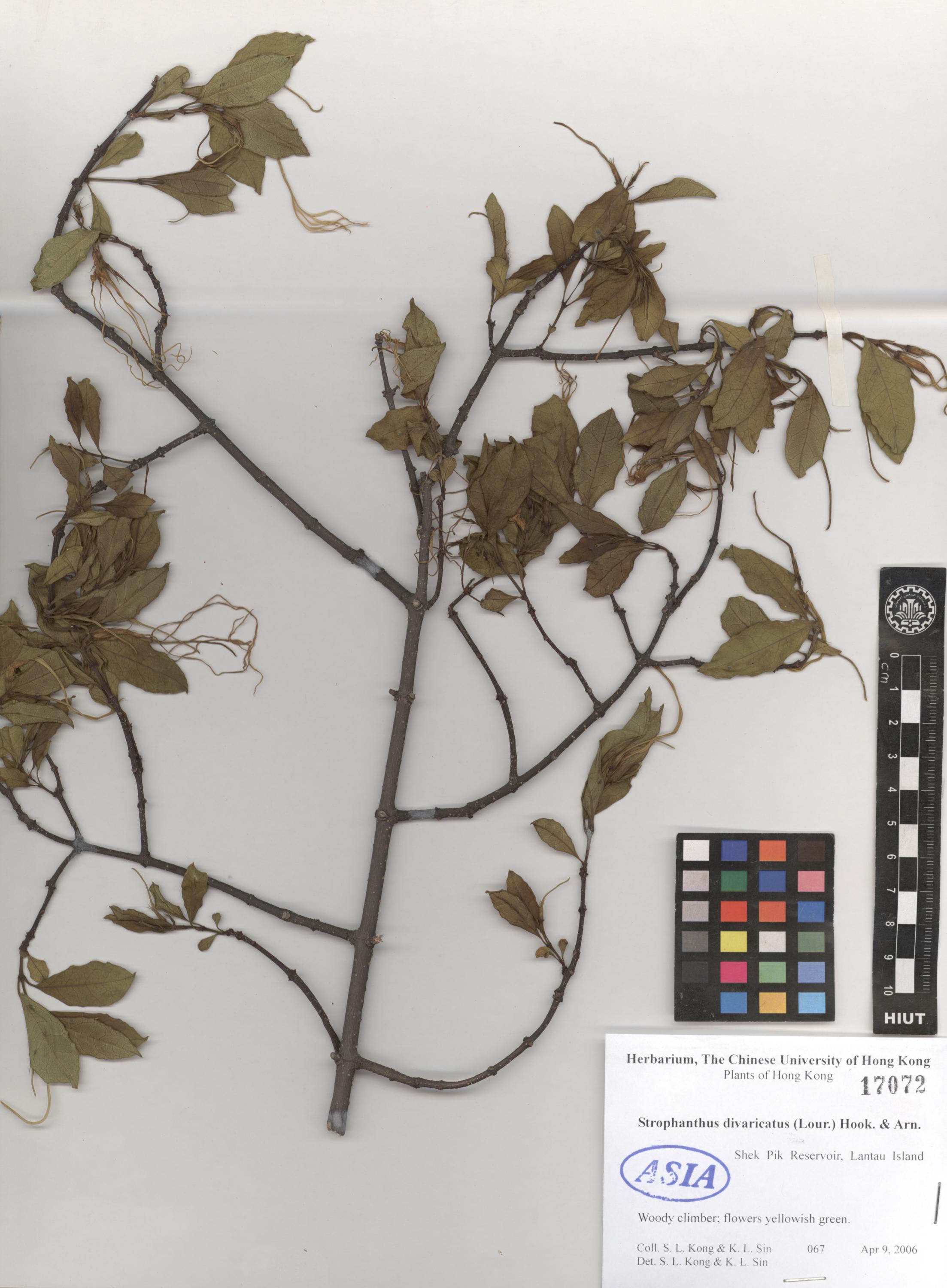 Strophanthus