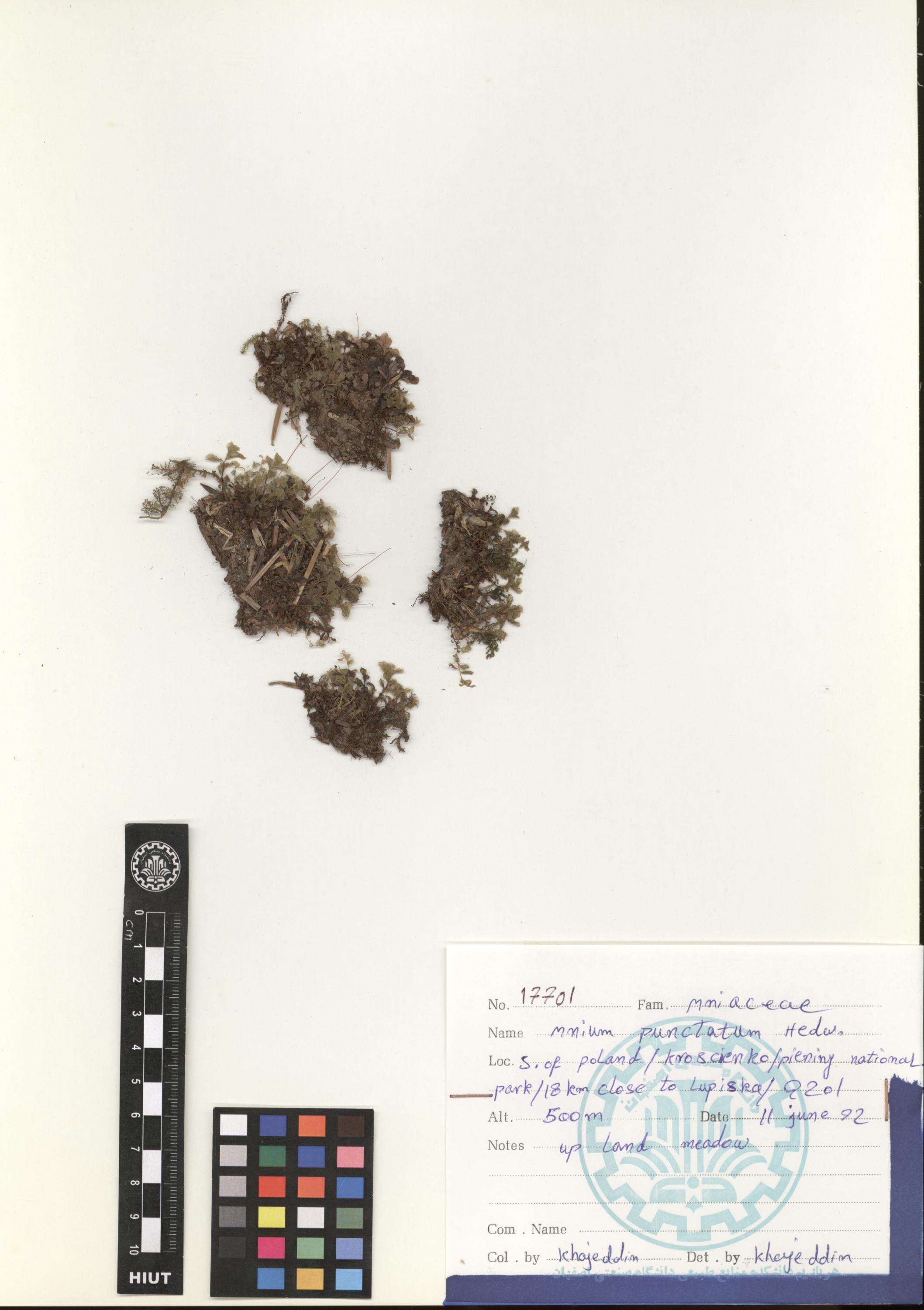 punctatum