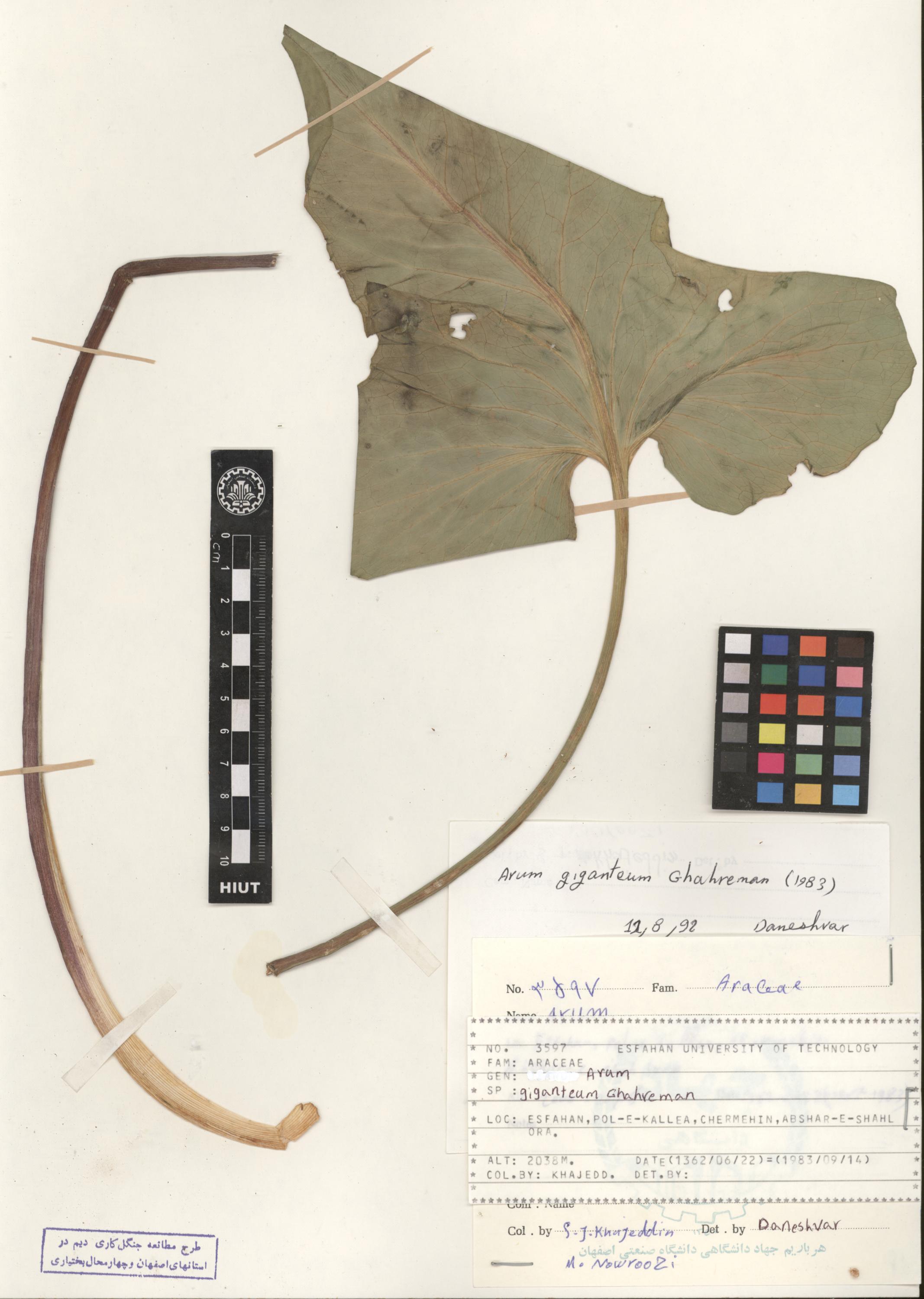 giganteum 
