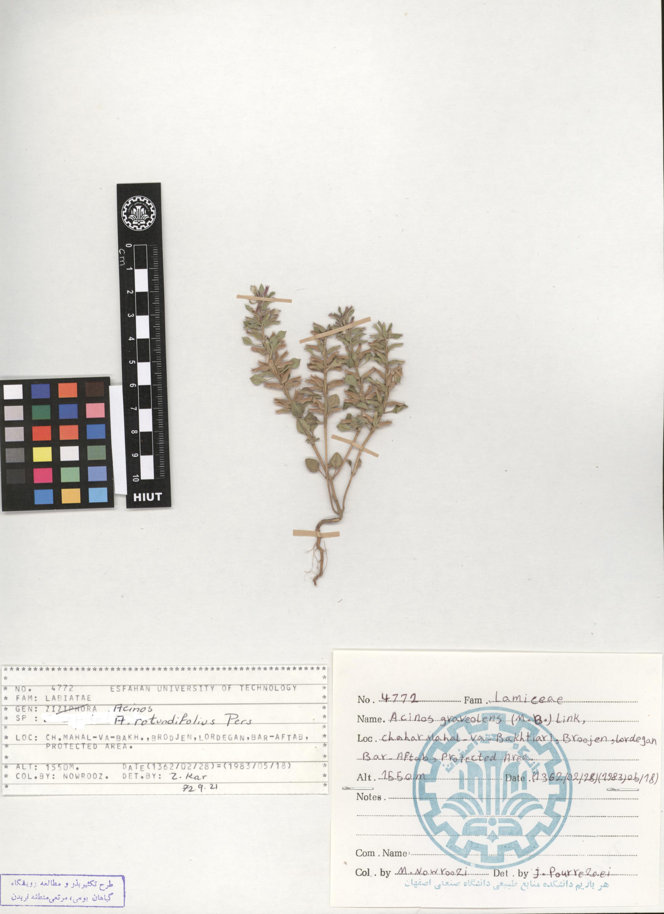 Acinos graveolens (M.B.) Link.