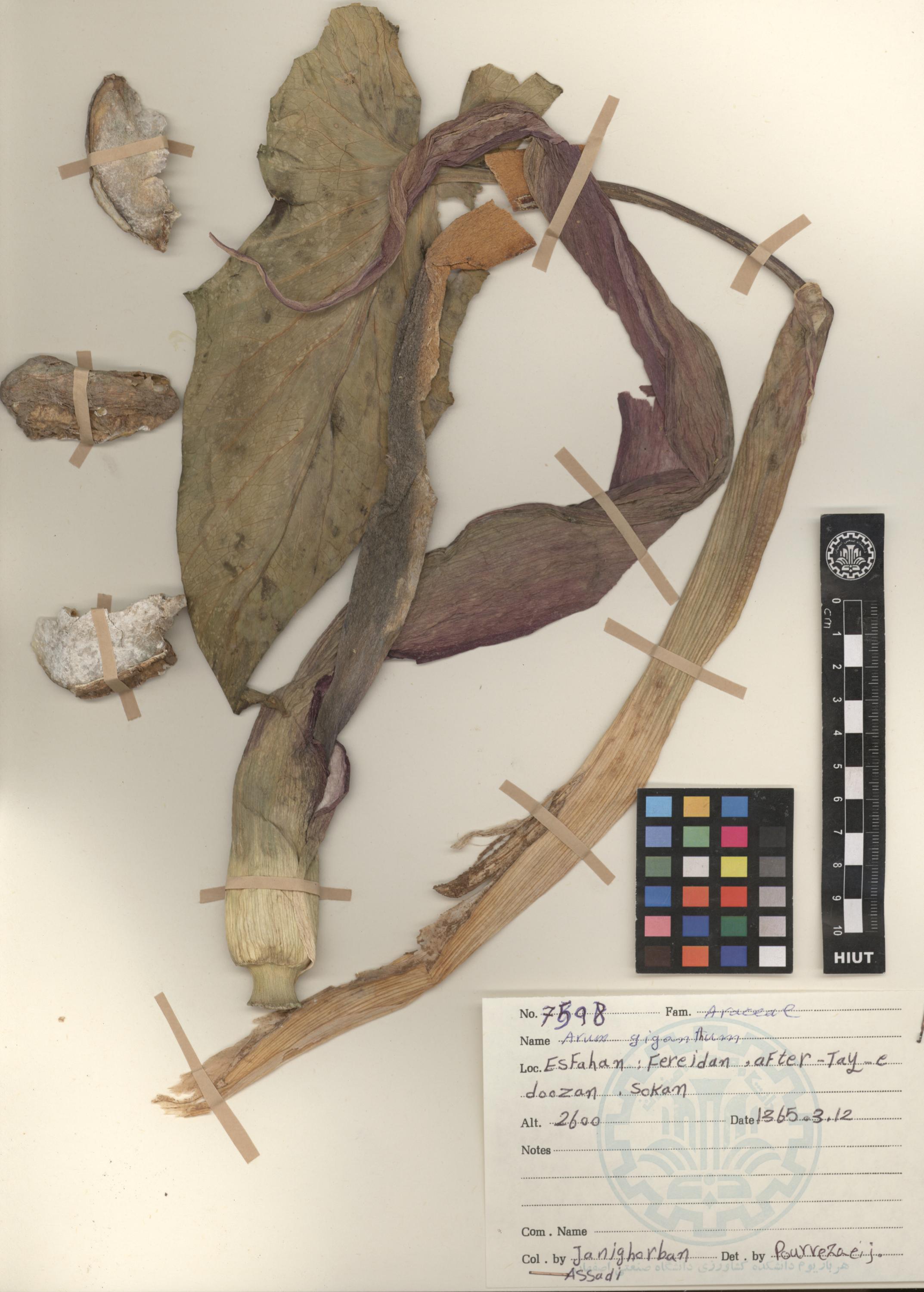 giganteum