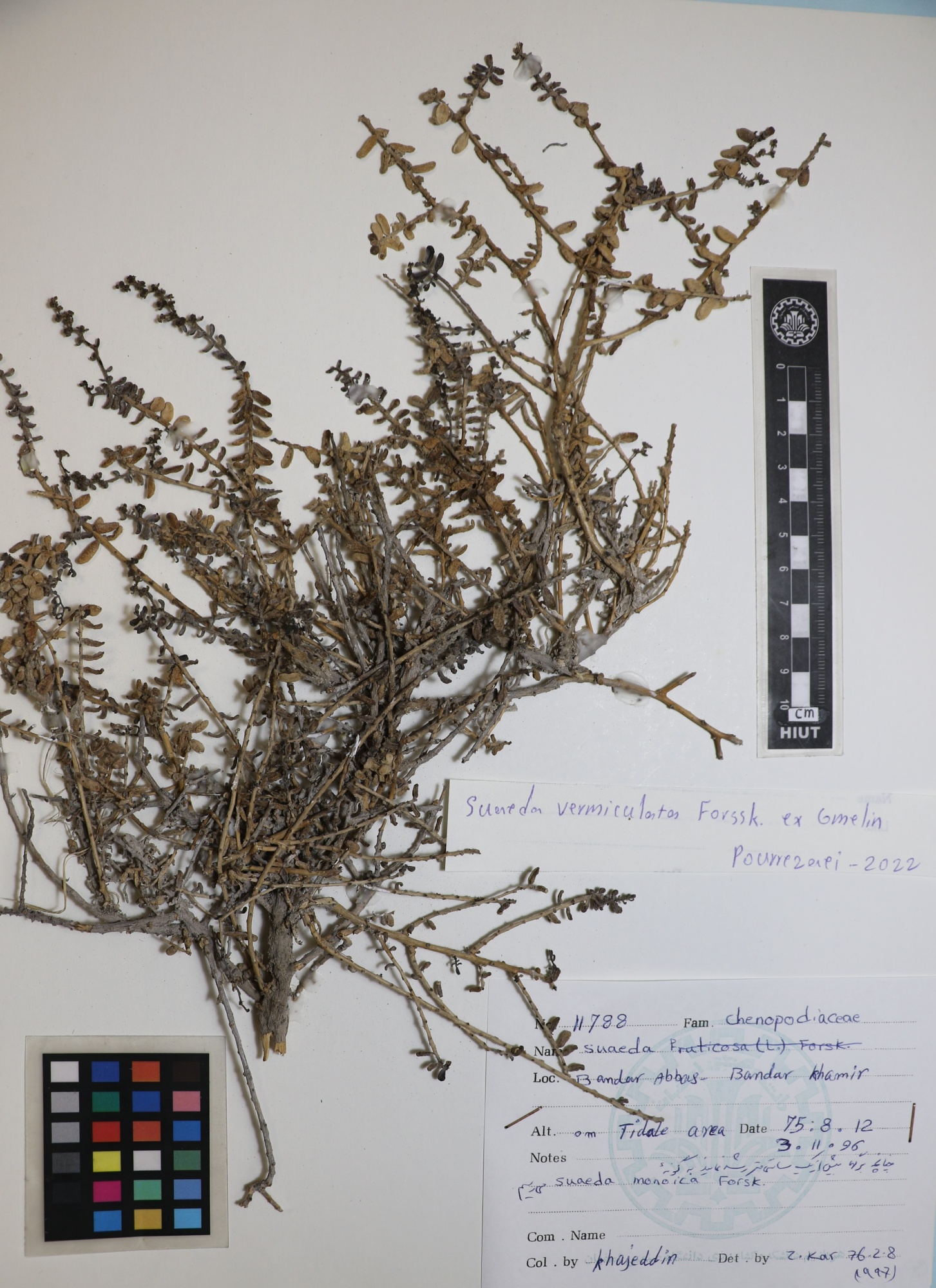Suaeda vermiculata 
