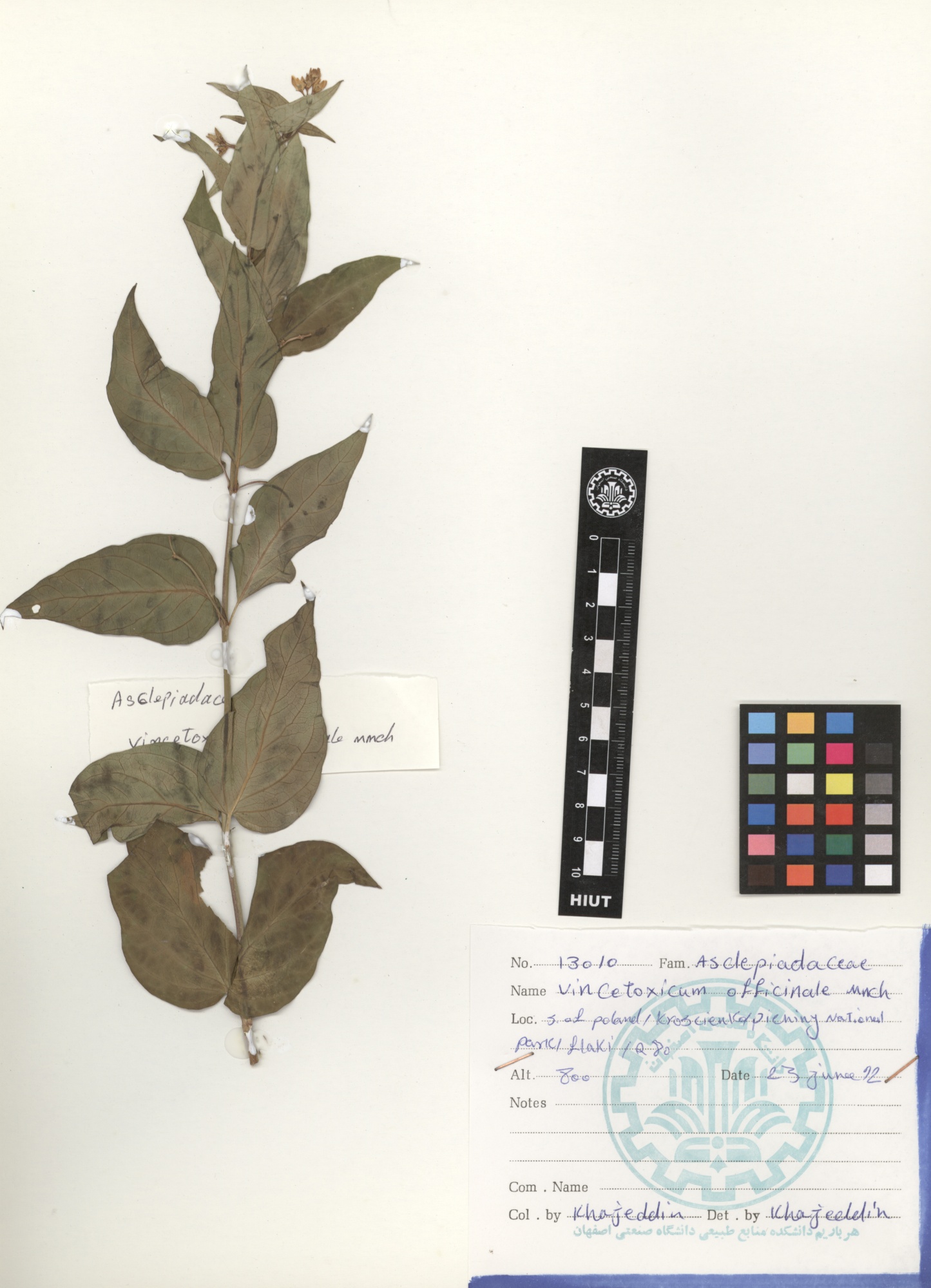 officinale