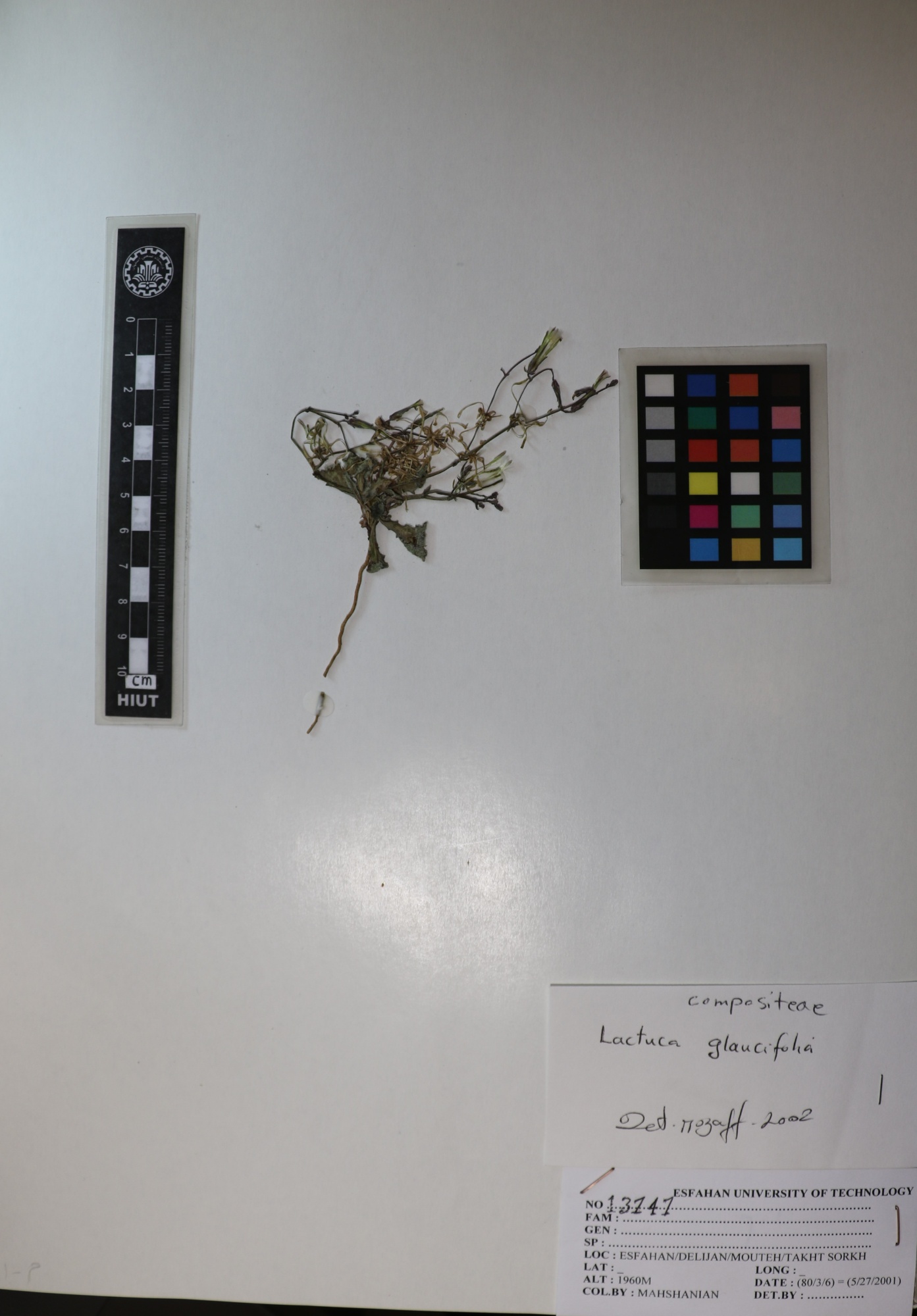 Lactuca glauciifolia