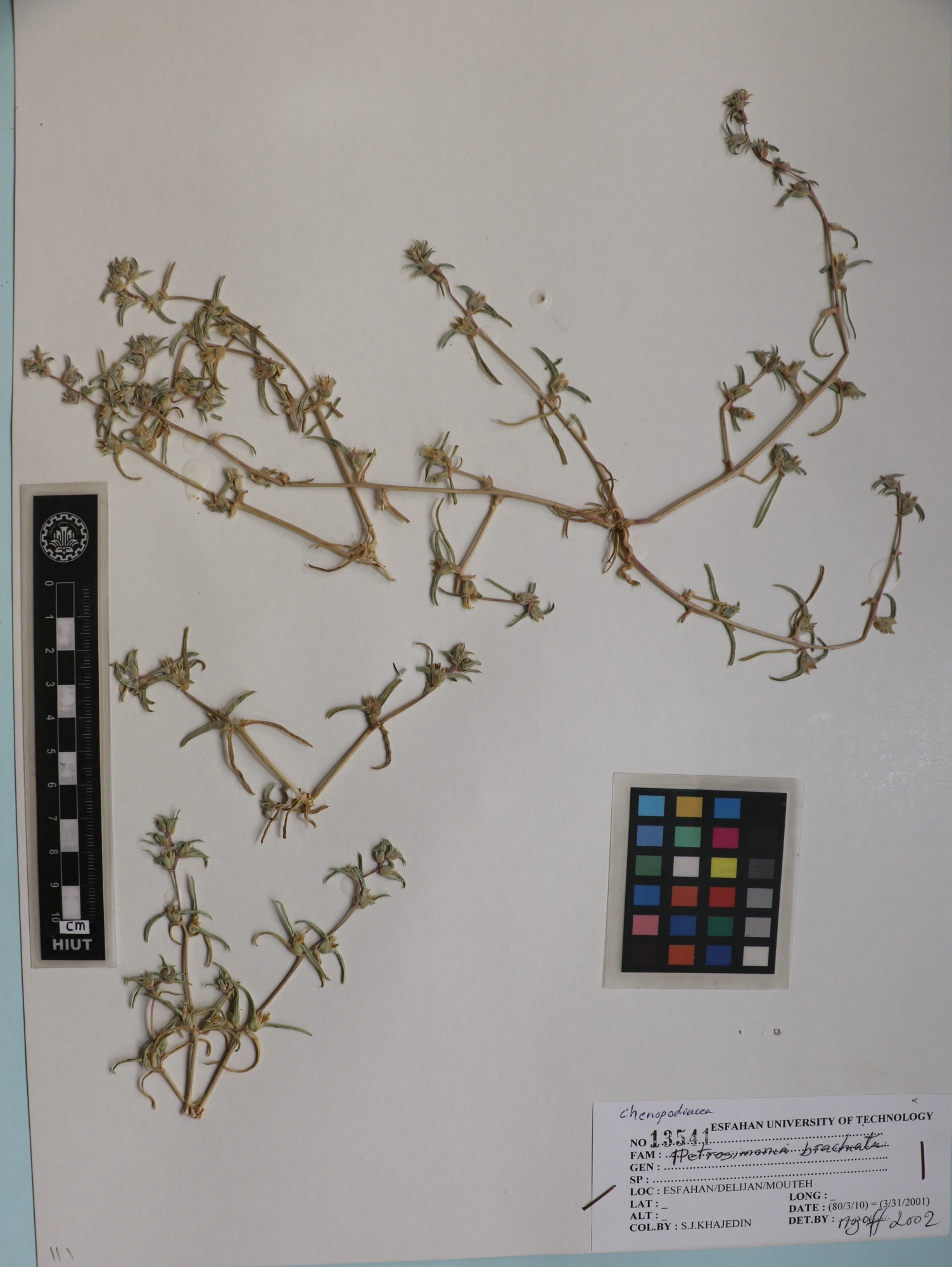 brachiata