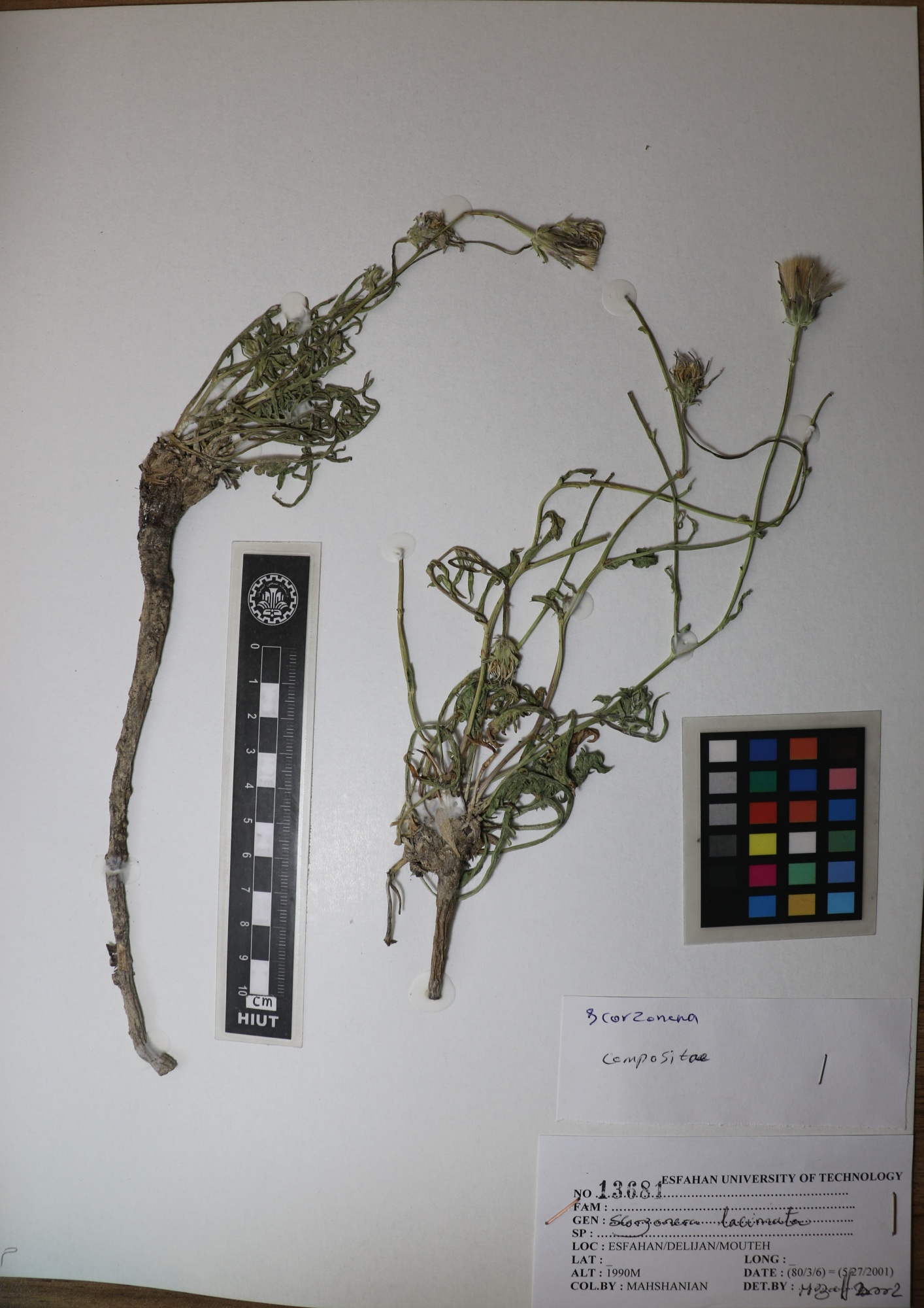 Scorzonera laciniata