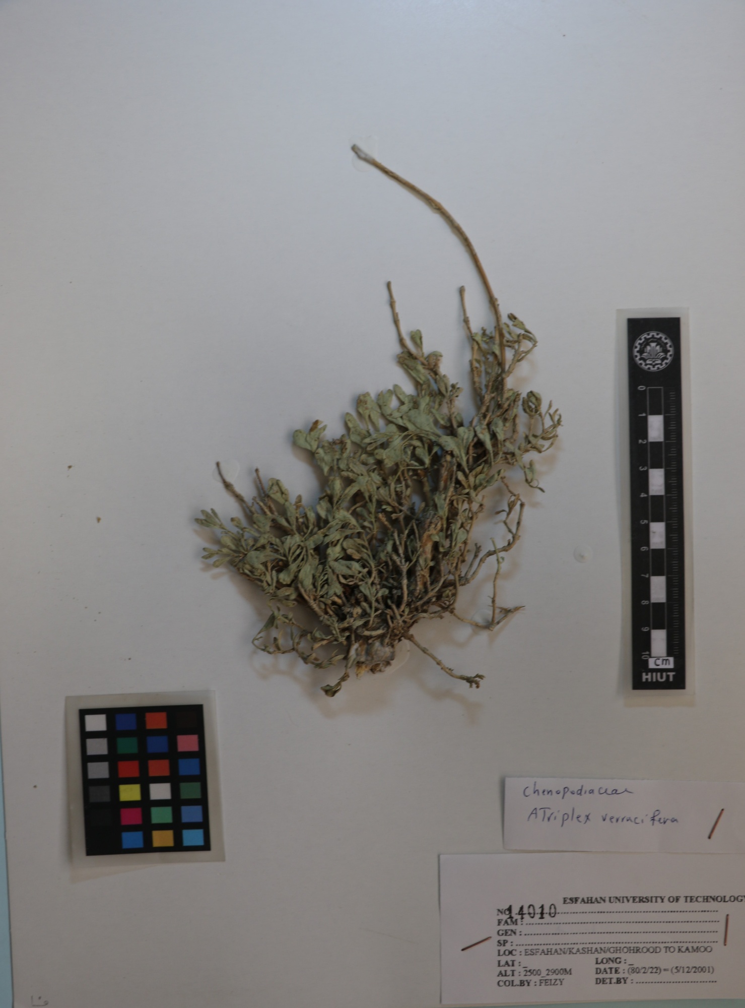 verrucifera
