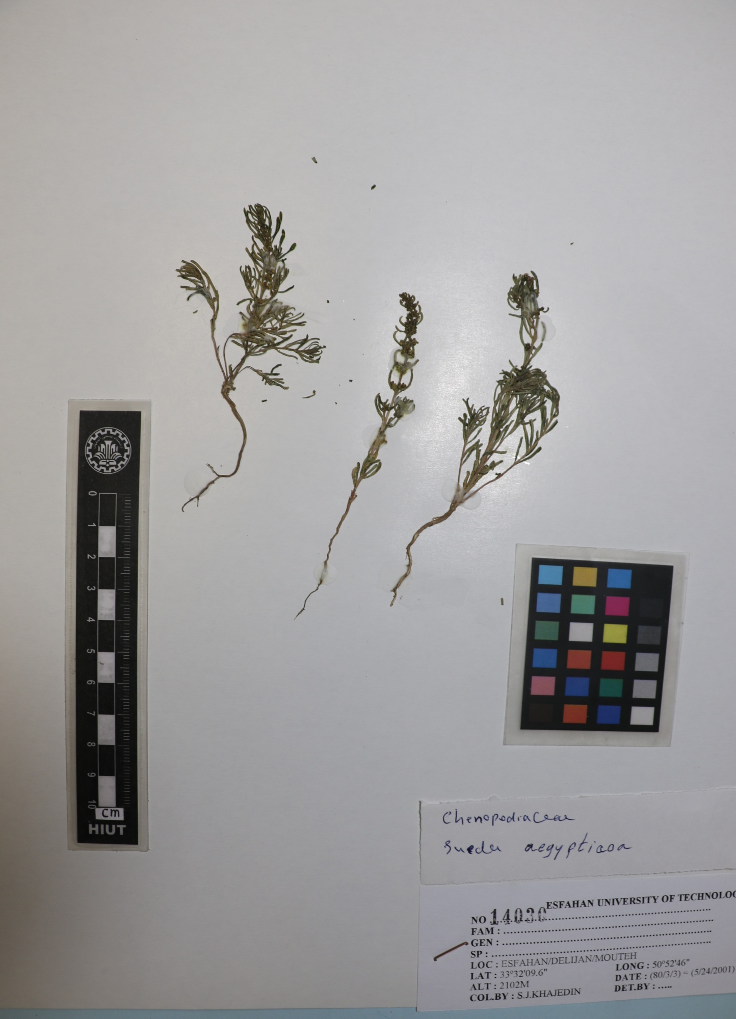 Suaeda aegyptiaca